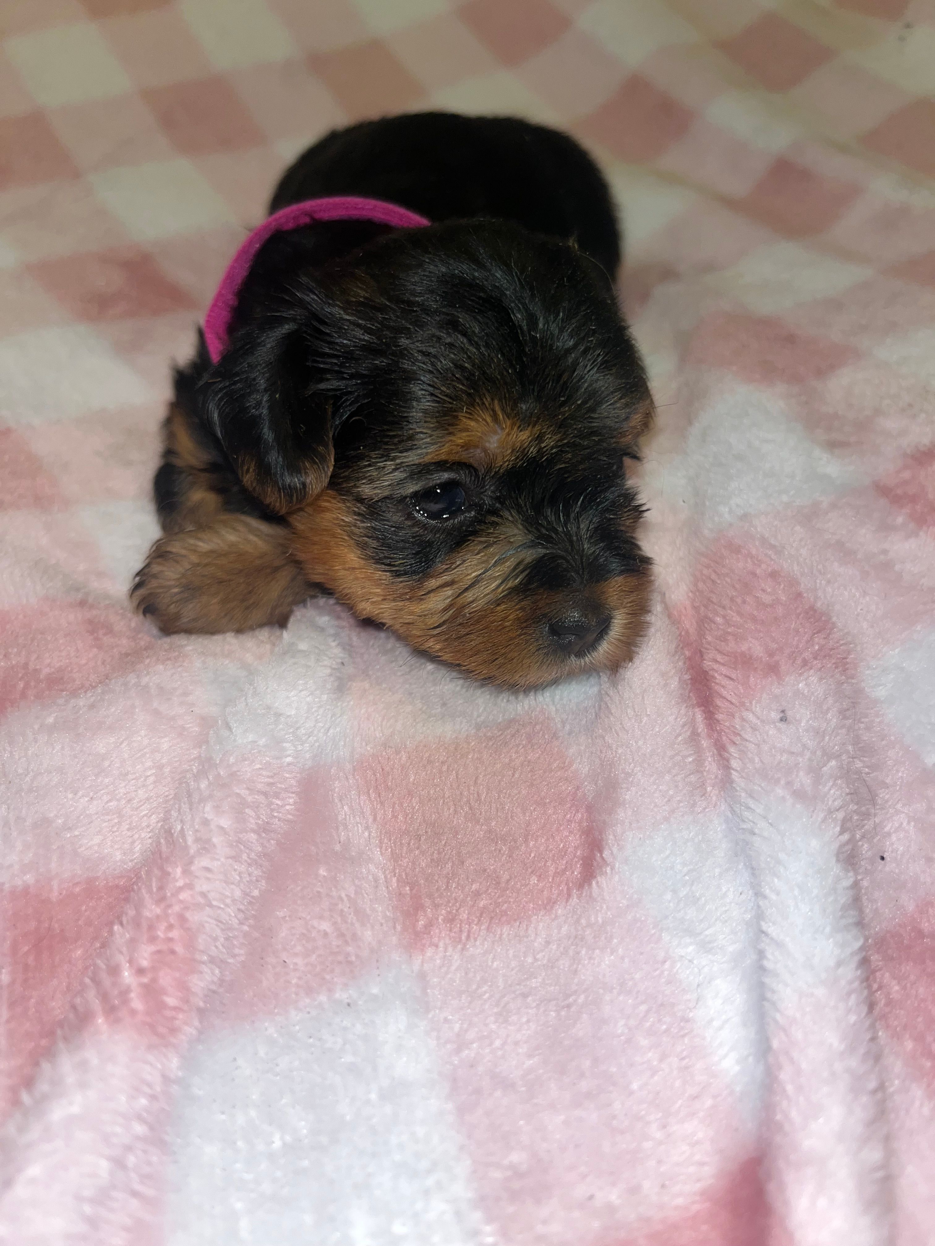 Tweety – Yorkipoo, Yorkshire Terrier puppy for sale in Shelby, NC