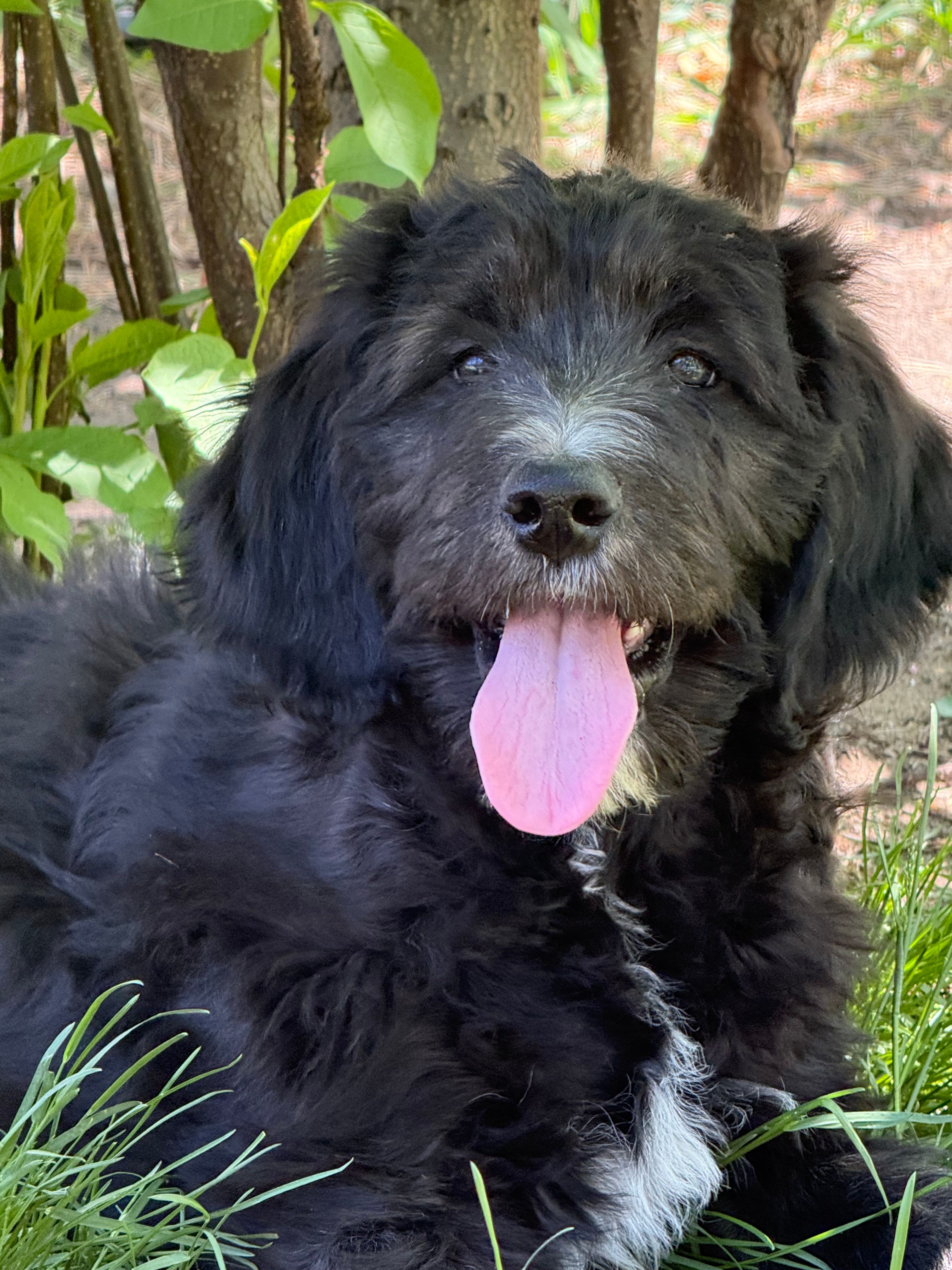 Monica – Goldendoodle, English Goldendoodle puppy for sale in Rockville, MN