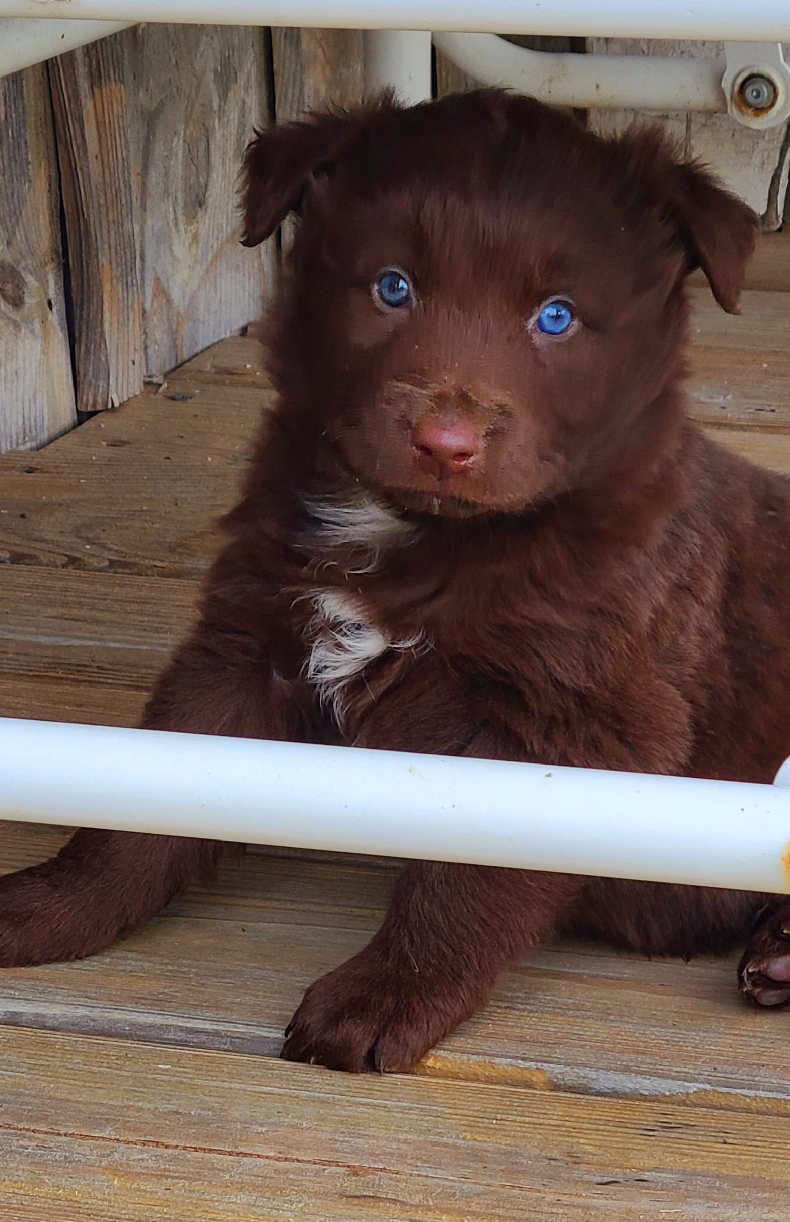 Rodeo – Australian Shepherd puppy for sale in Marion, VA
