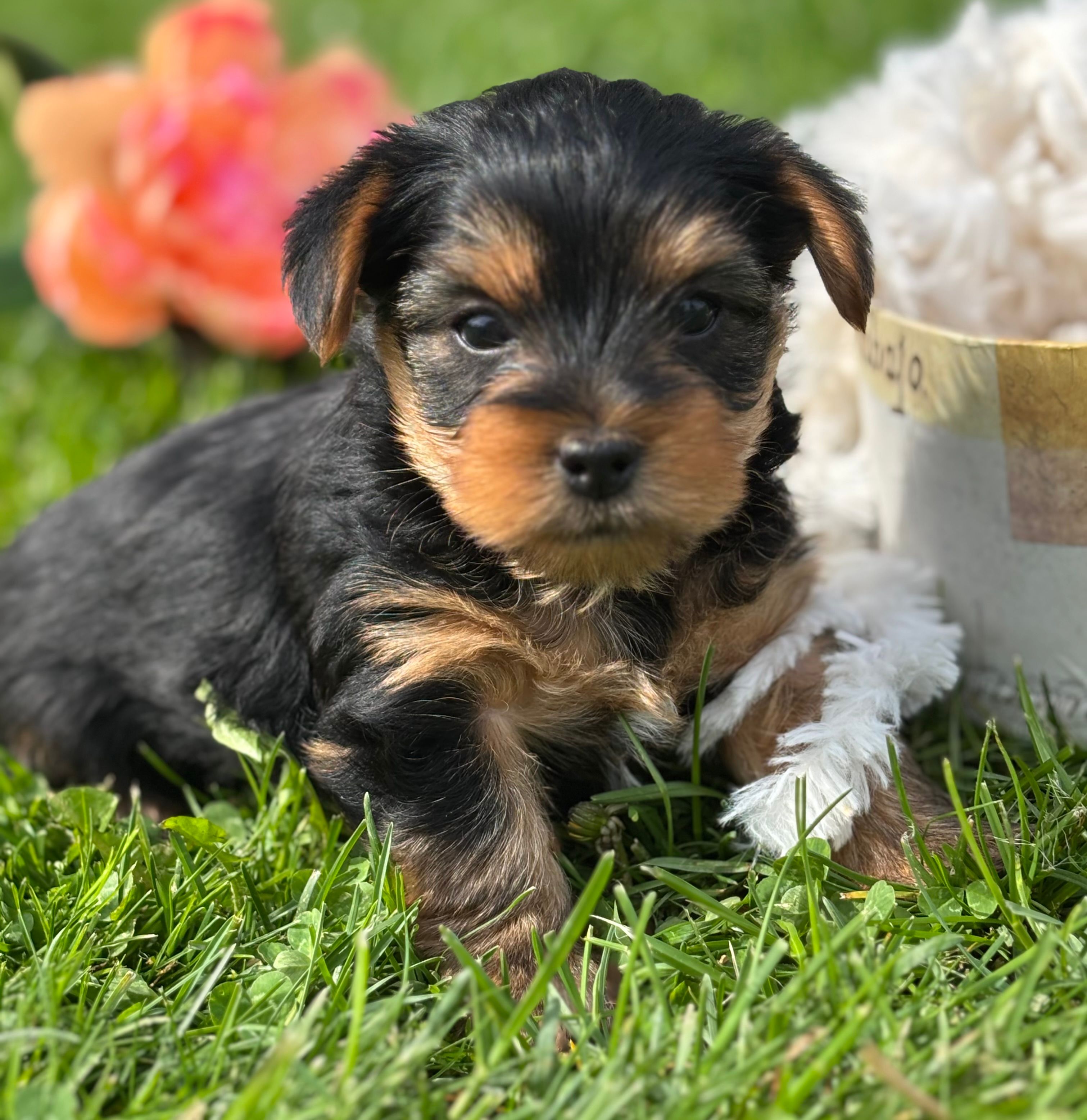 Cocoa – Yorkshire Terrier puppy for sale in Rock Stream, NY
