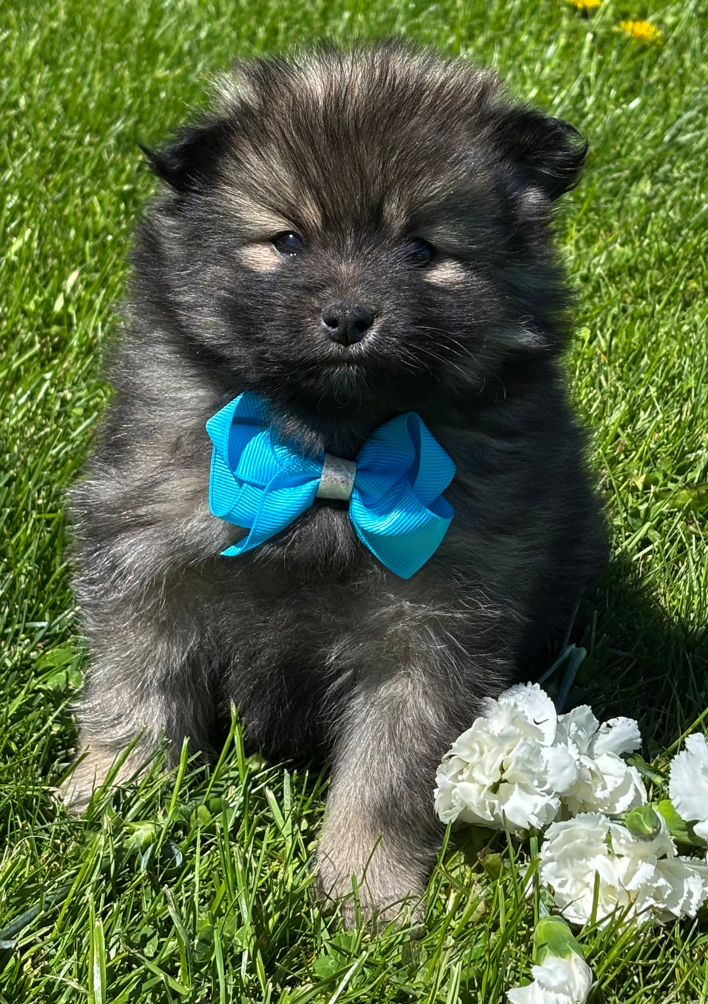 Mystery – Pomeranian puppy for sale in Rock Stream, NY