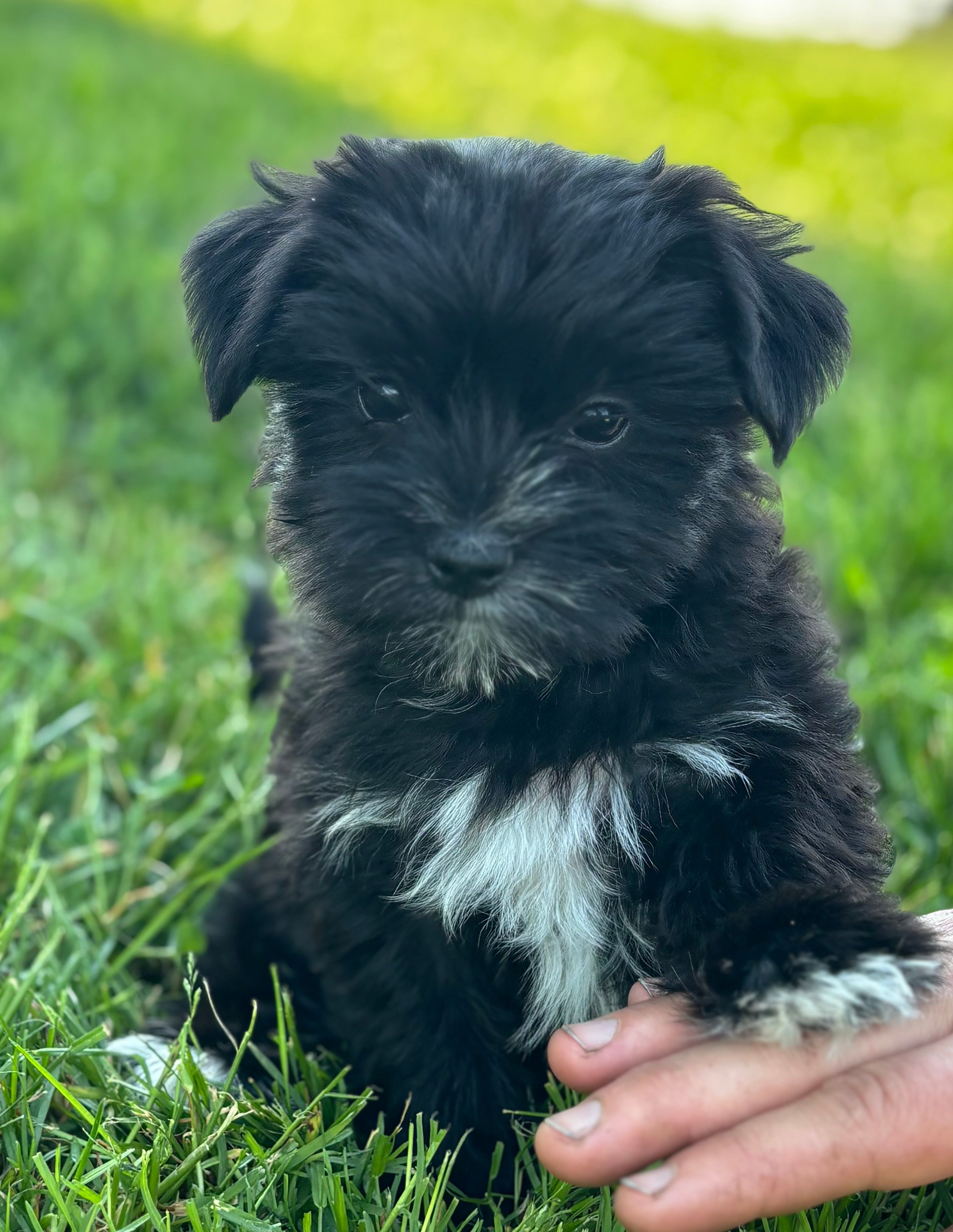 Miss Janie – Morkie puppy for sale in Rock Stream, NY