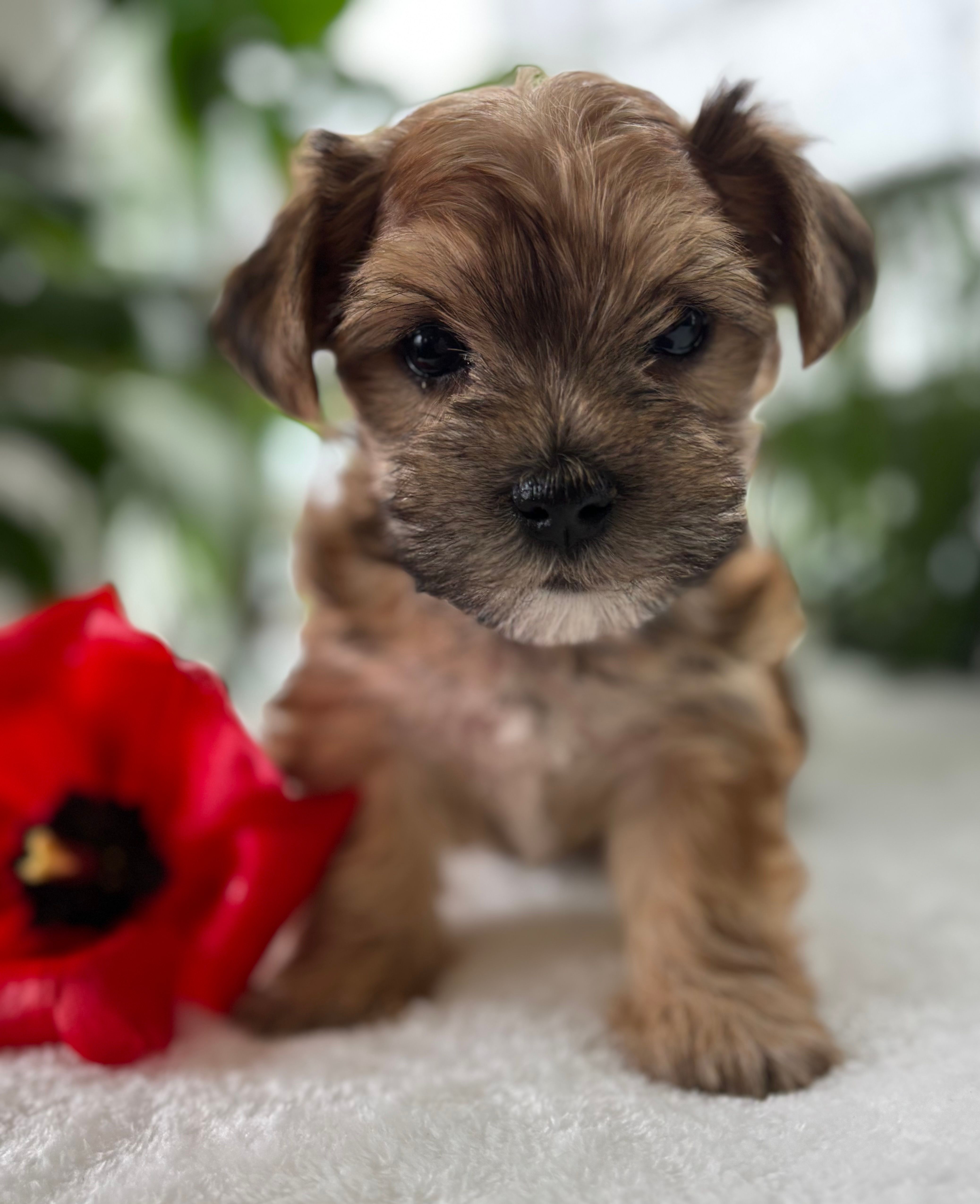 J.Jay – Morkie puppy for sale in Rock Stream, NY