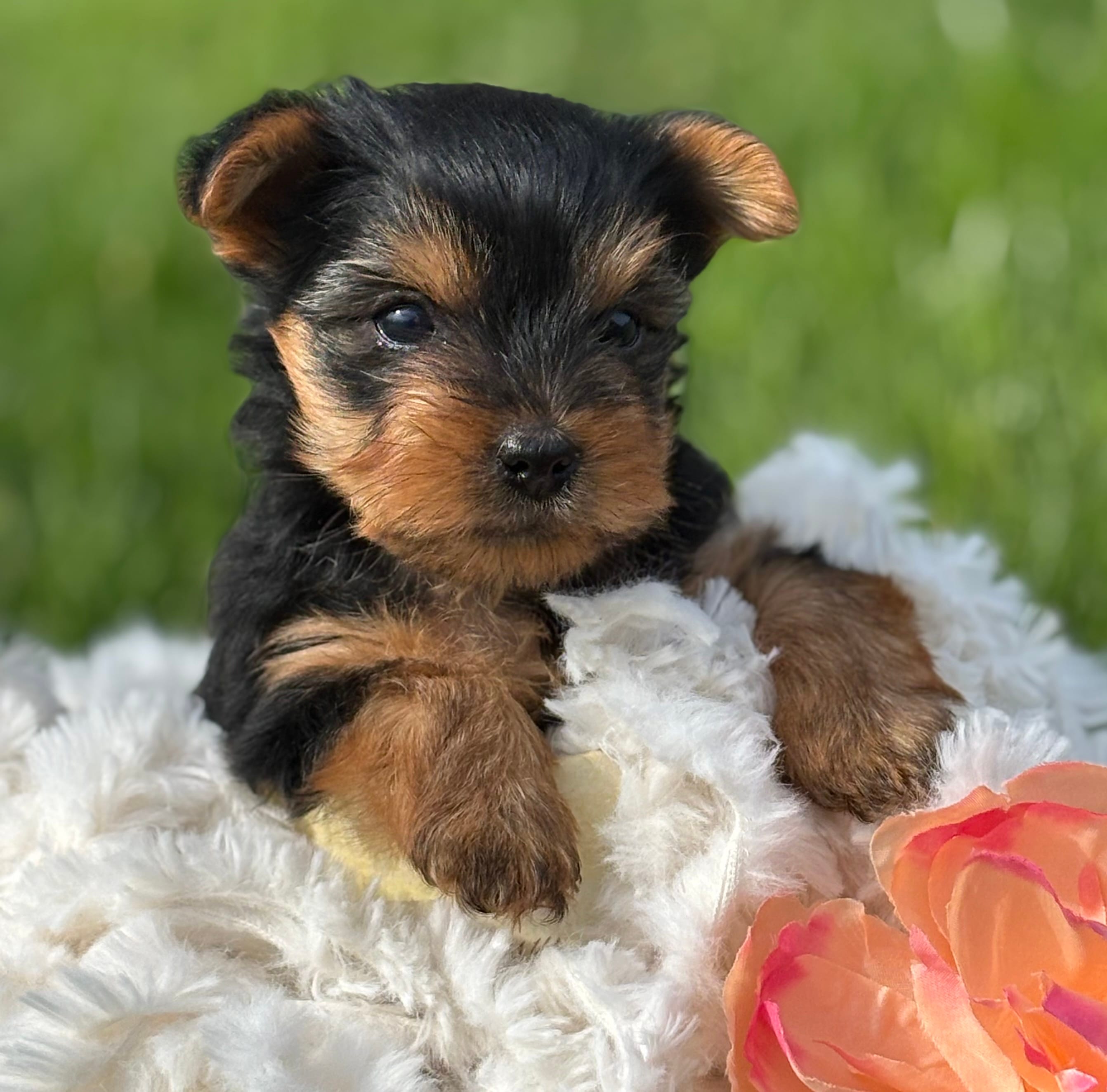 Hershey – Yorkshire Terrier puppy for sale in Rock Stream, NY