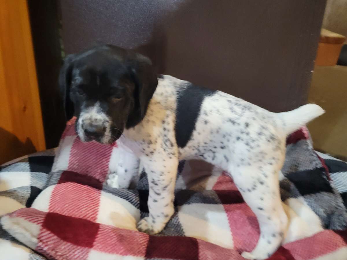 Rambo – German Shorthaired Pointer puppy for sale in La Harpe, IL