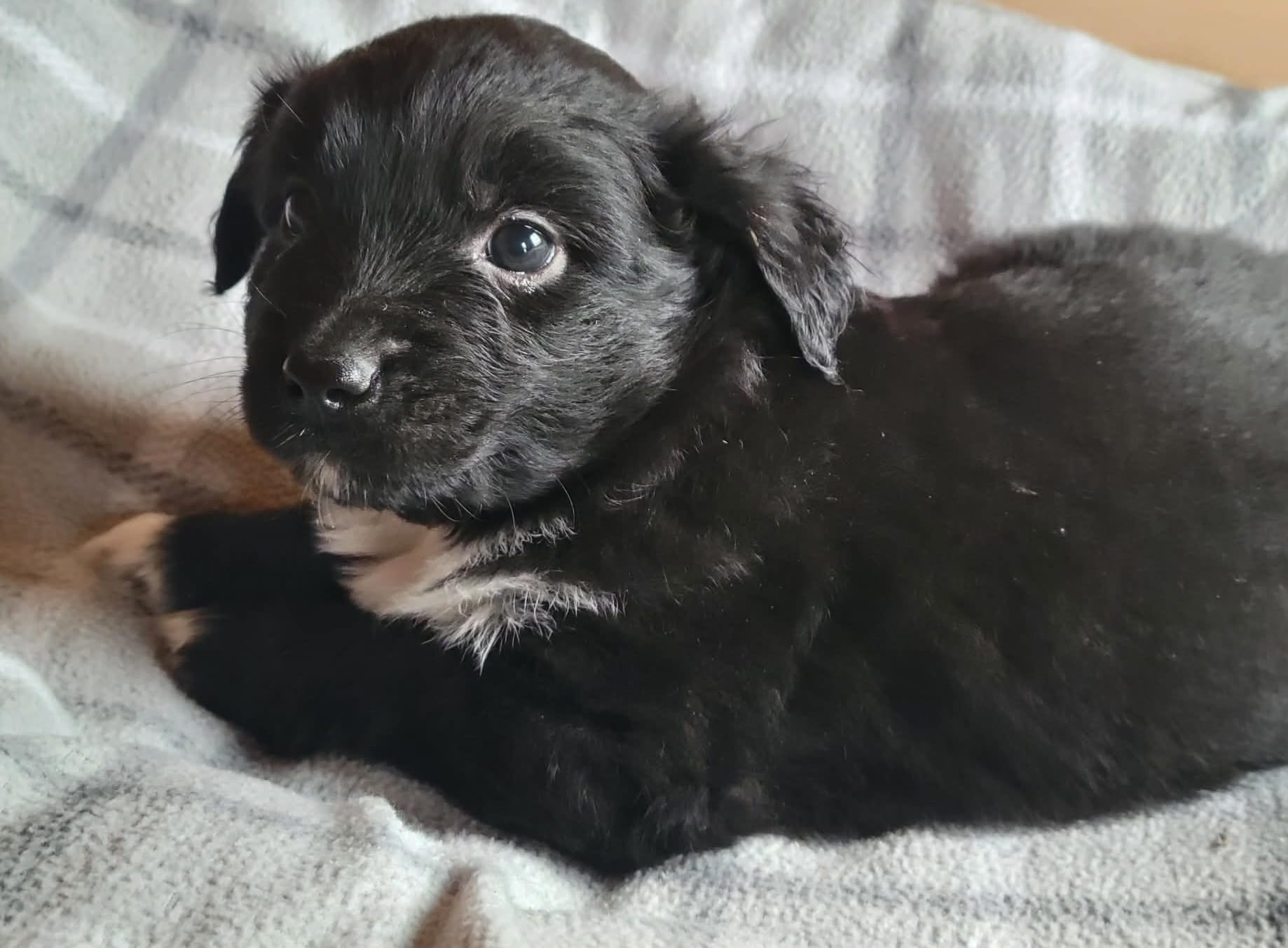 Bear – Miniature Australian Shepherd puppy for sale in La Harpe, IL