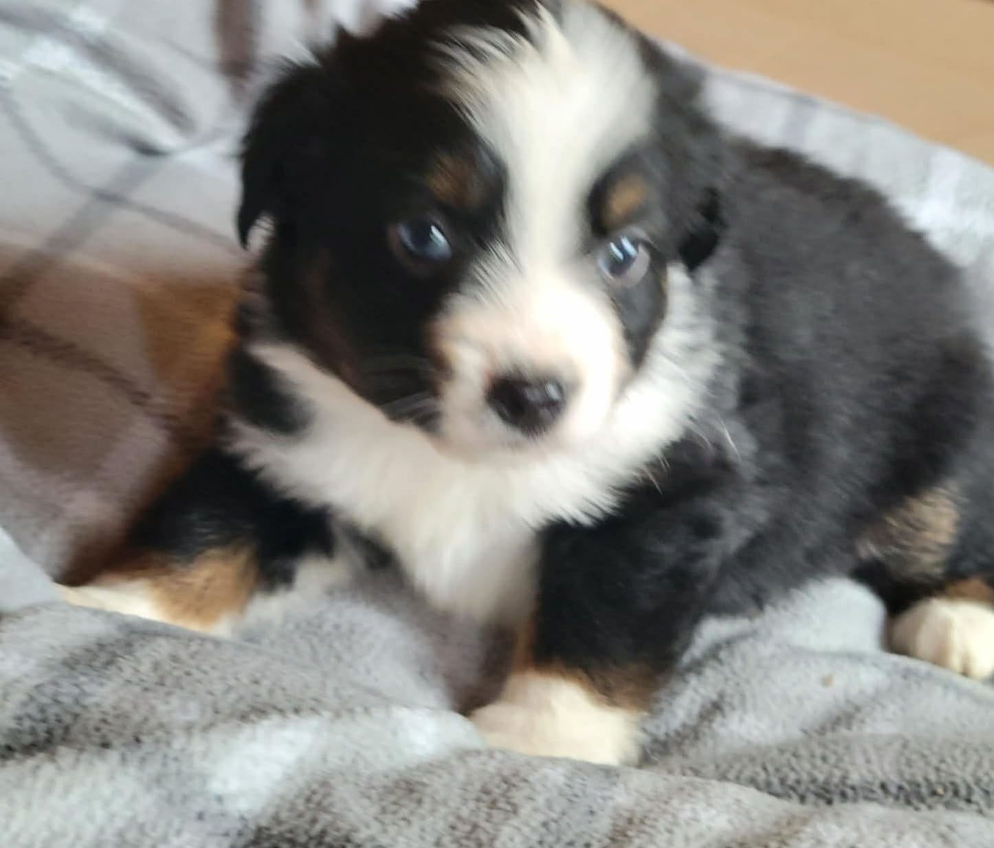 Brantley  – Miniature Australian Shepherd puppy for sale in La Harpe, IL