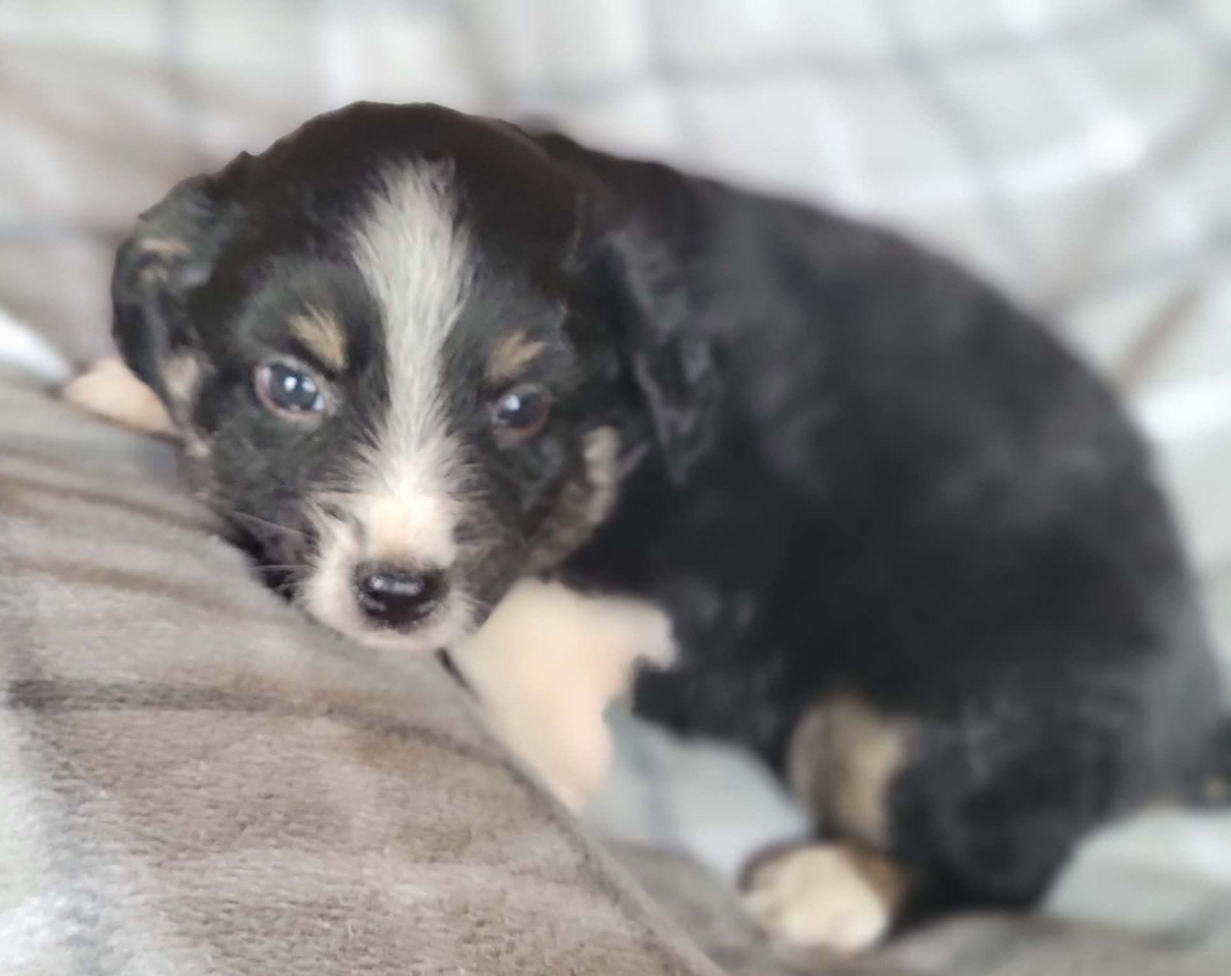 Scout – Miniature Australian Shepherd puppy for sale in La Harpe, IL