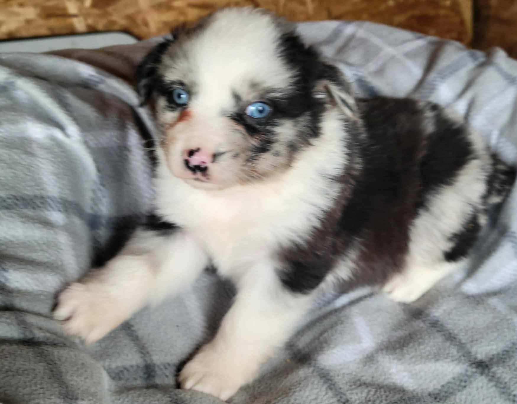 Maci  – Miniature Australian Shepherd puppy for sale in La Harpe, IL