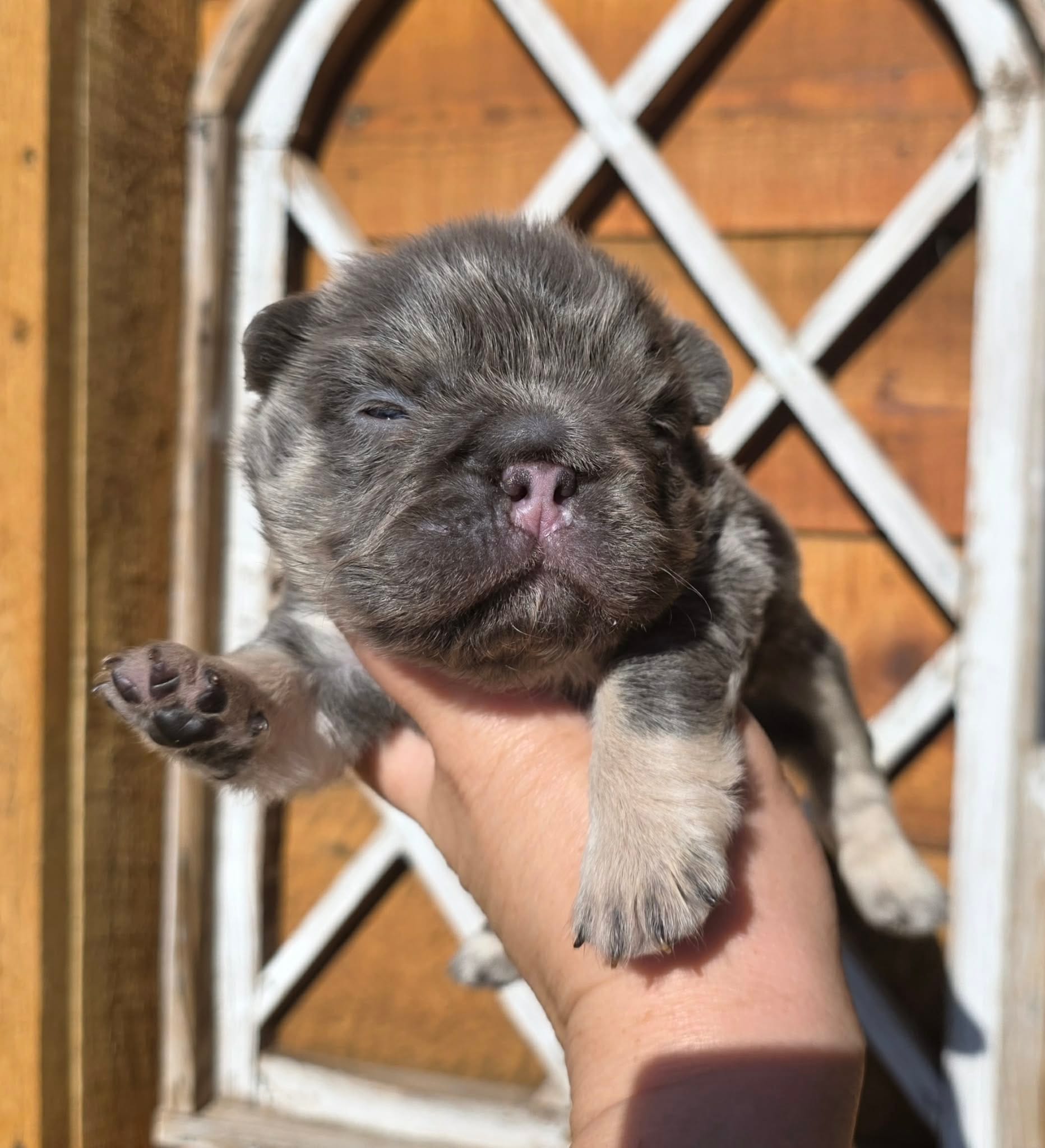 FLUFFY FRENCH BULLDOG – French Bulldog puppy for sale in Denver, CO