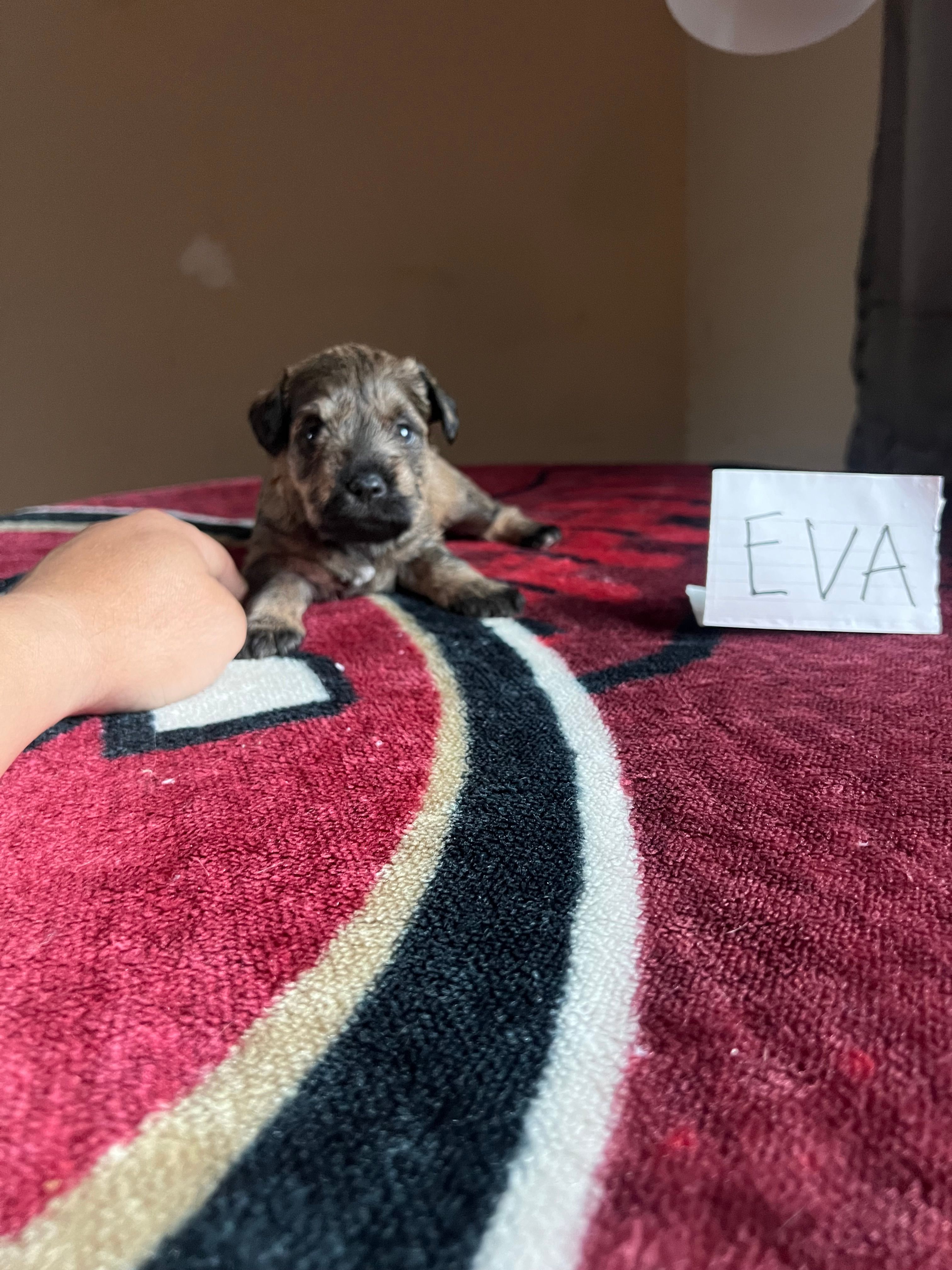 Eva  – Miniature Schnauzer puppy for sale in San Pablo, CA