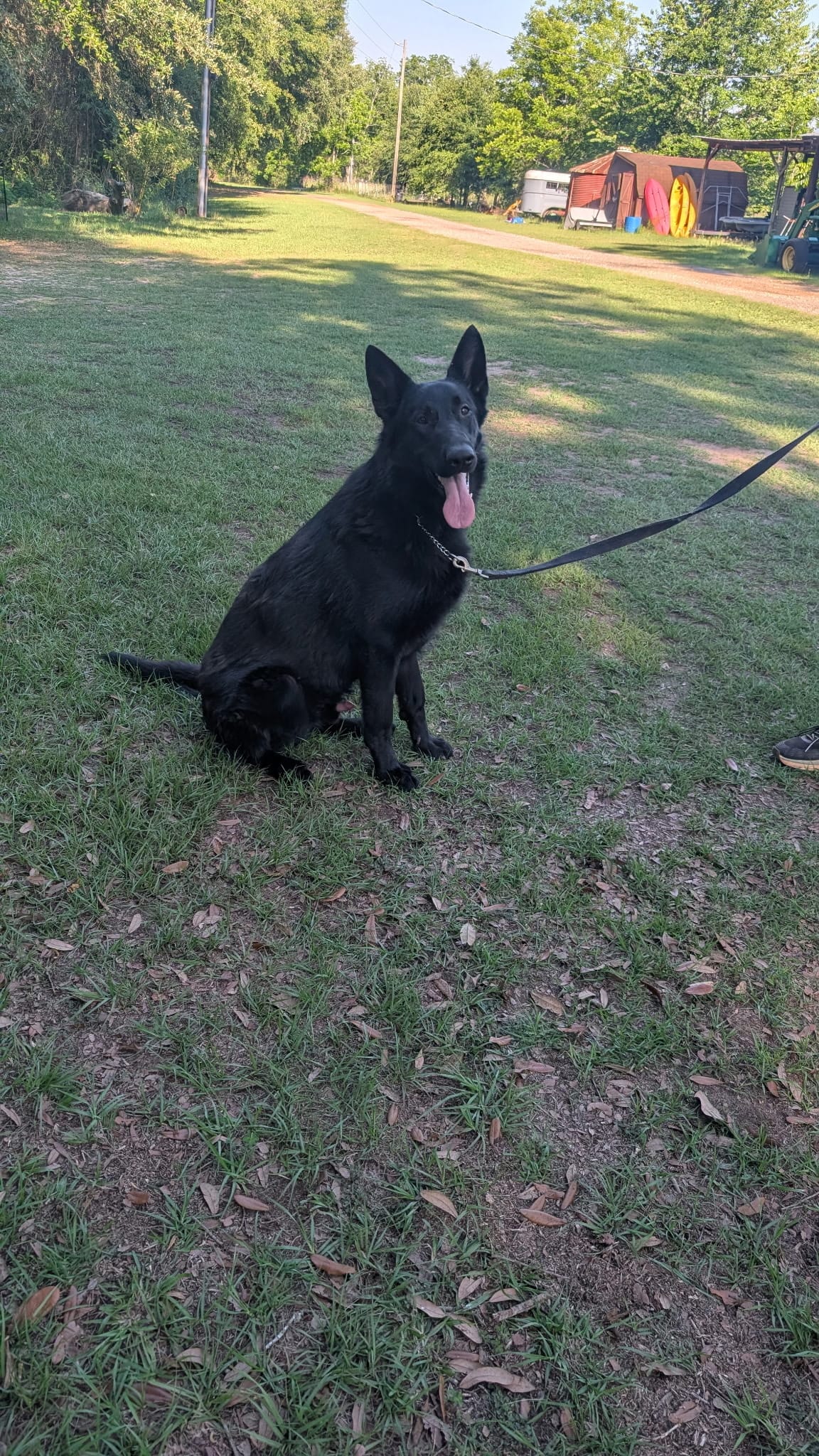 Draco – German Shepherd Dog puppy for sale in Ohio, OH