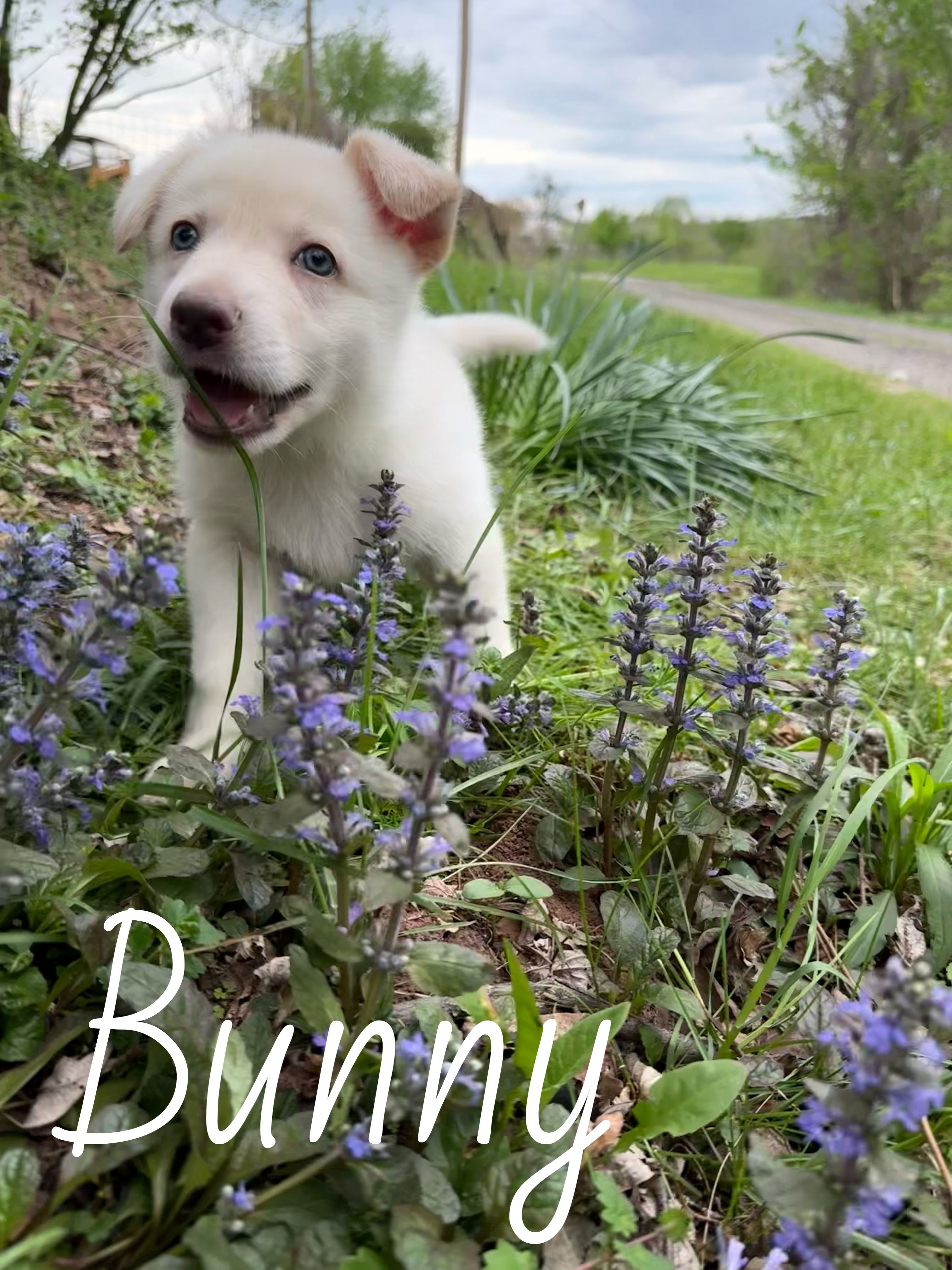 Bunny – German Shepherd Dog puppy for sale in Ohio, OH