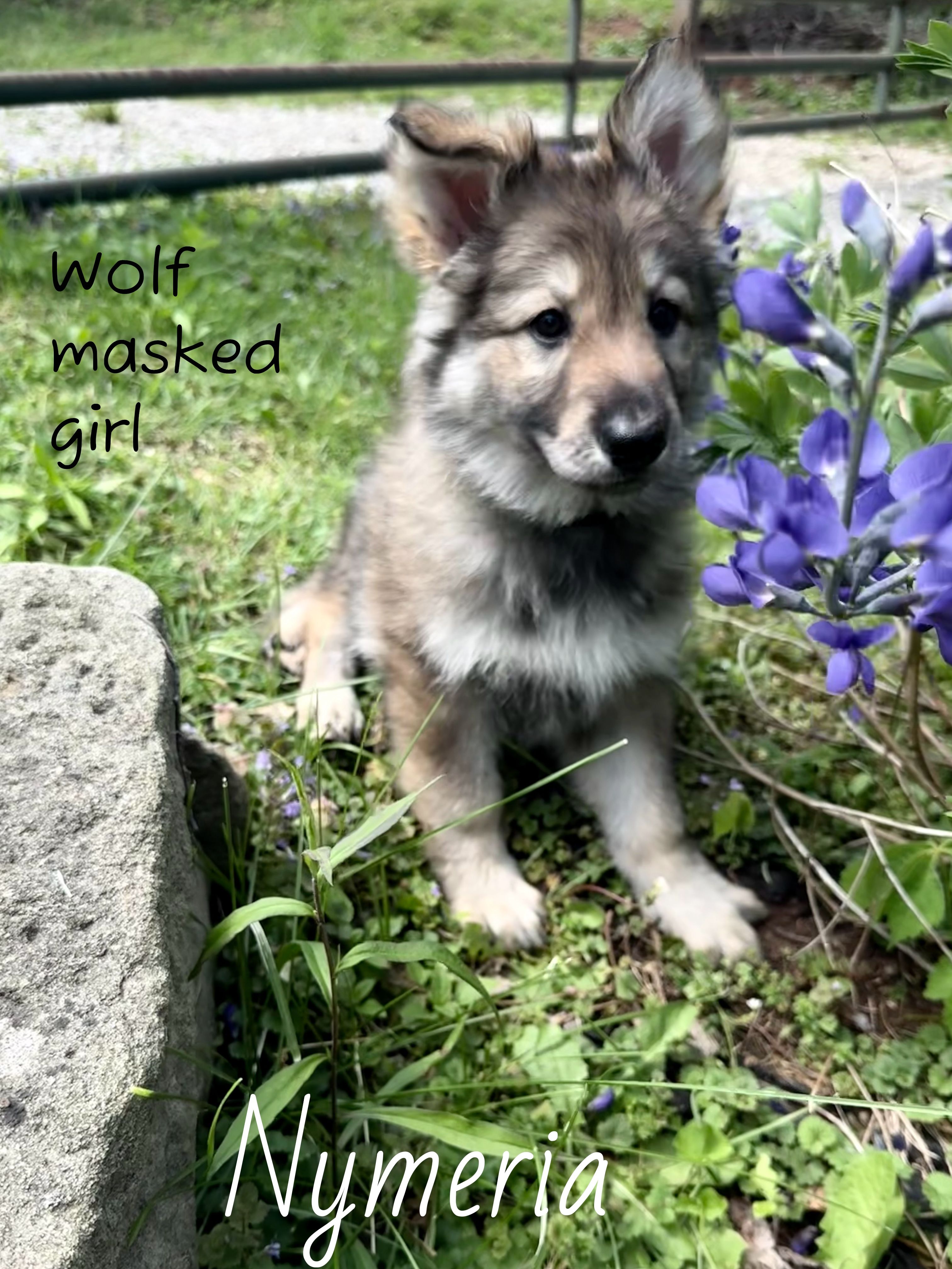 Nymeria  – German Shepherd Dog puppy for sale in Ohio, OH