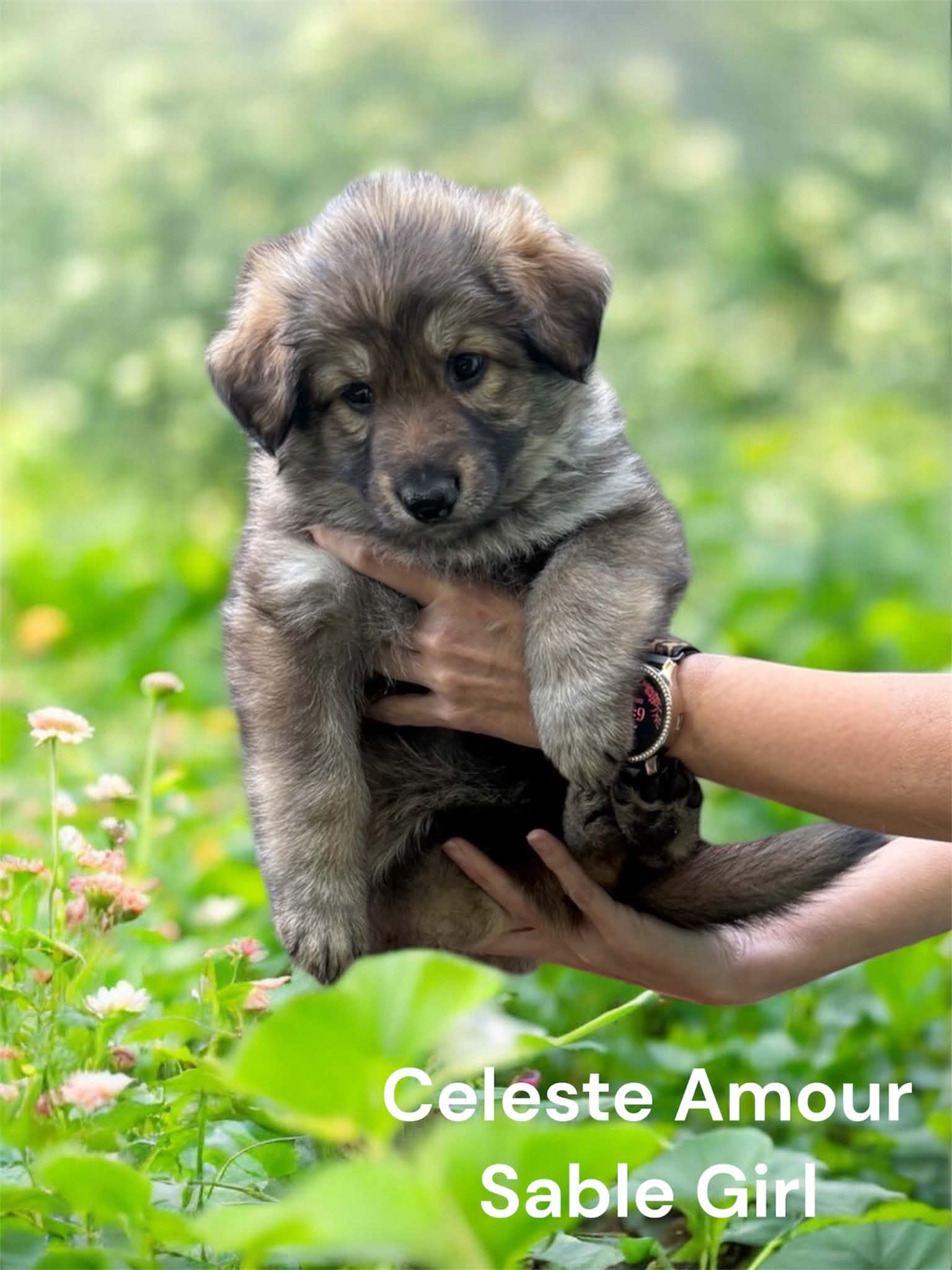 Celeste  – German Shepherd Dog puppy for sale in Ohio, OH