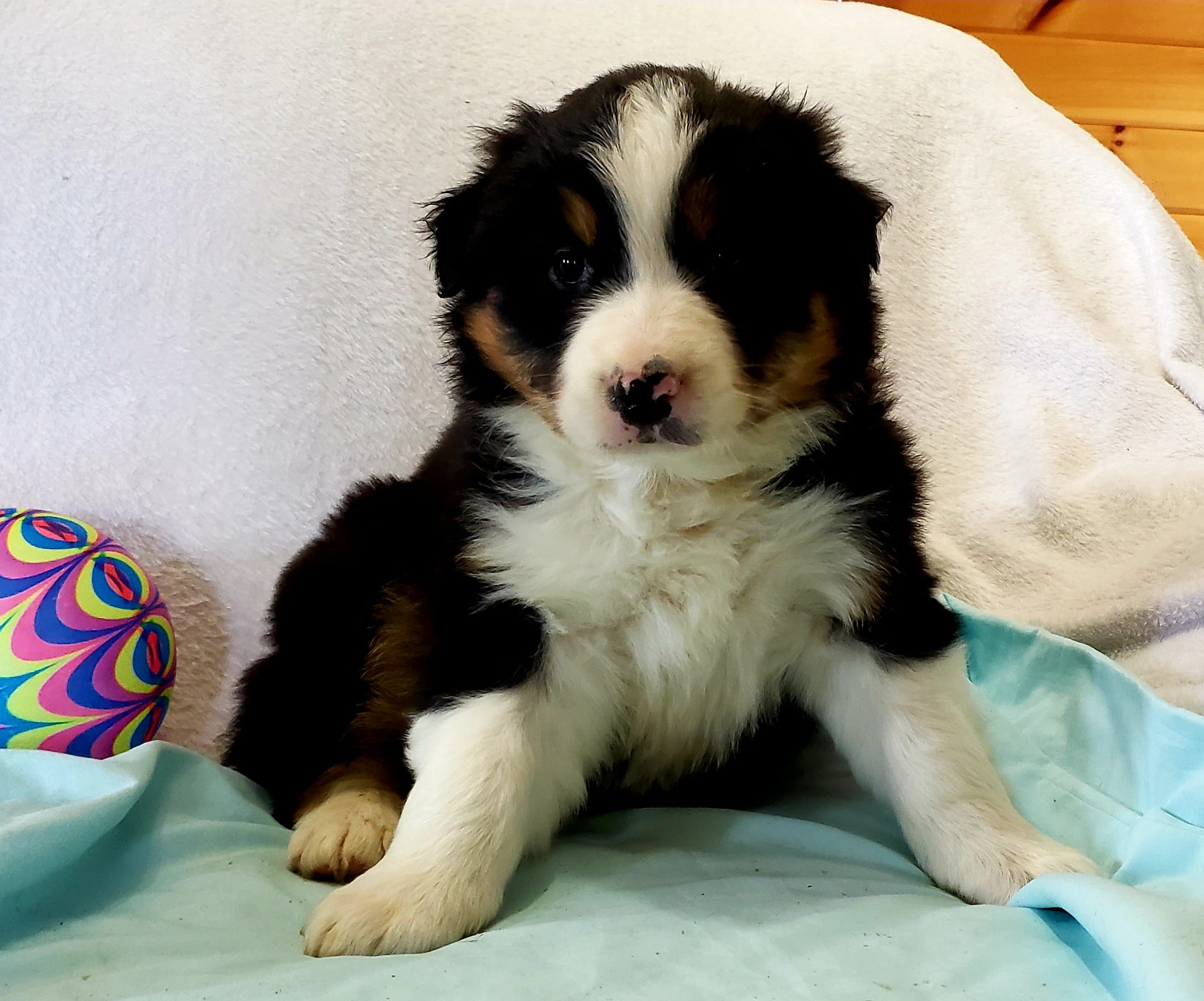 Bruno – Australian Shepherd puppy for sale in Clare, MI