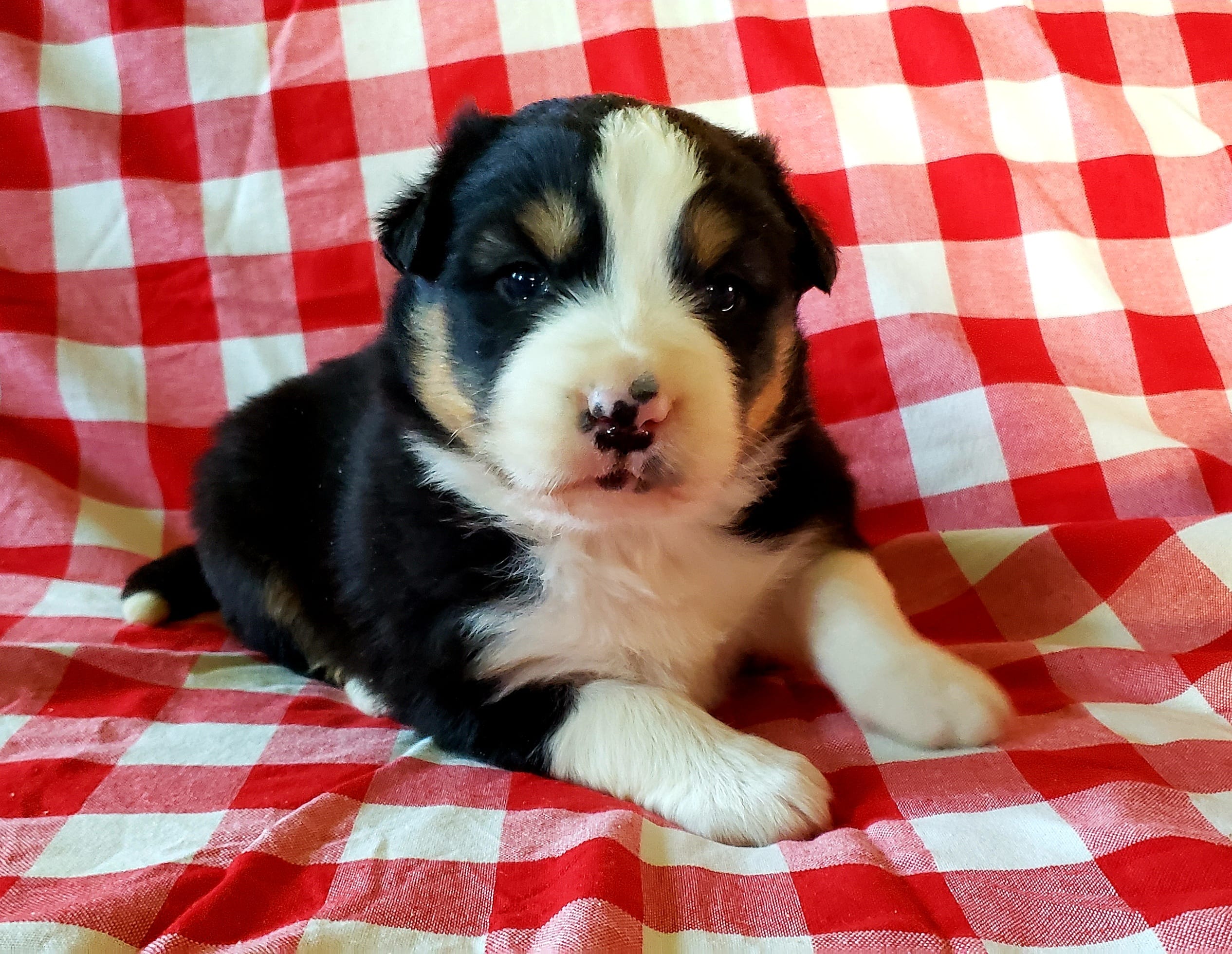 Bruno – Australian Shepherd puppy for sale in Clare, MI