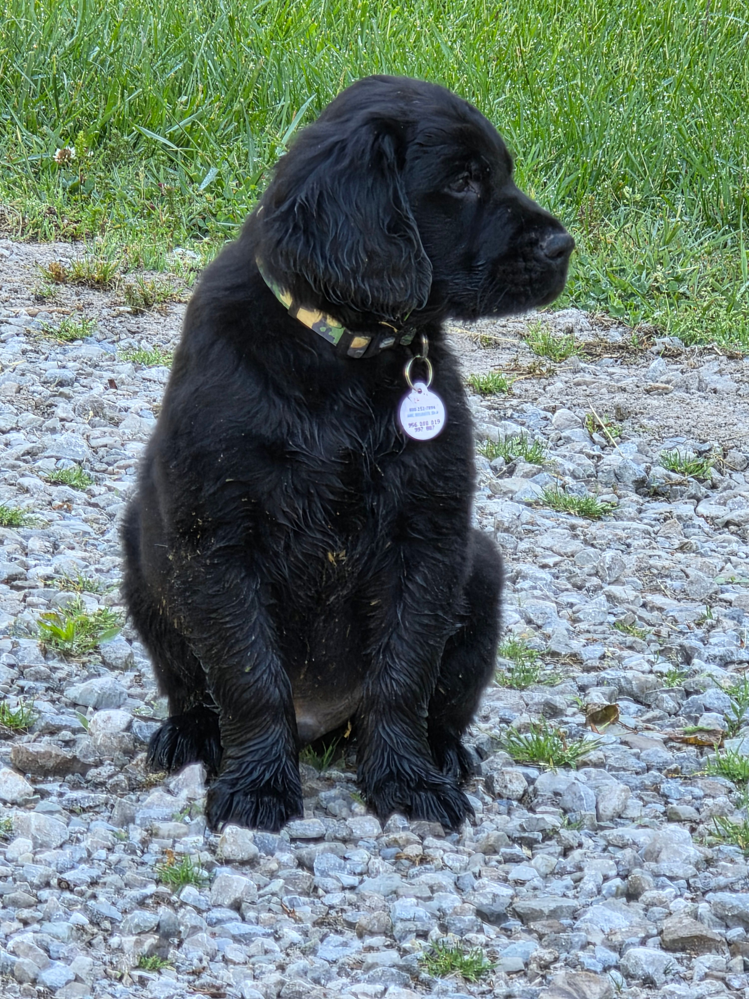 Benny – Flat Coated Retriever, Golden Retriever puppy for sale in Lexington, IN