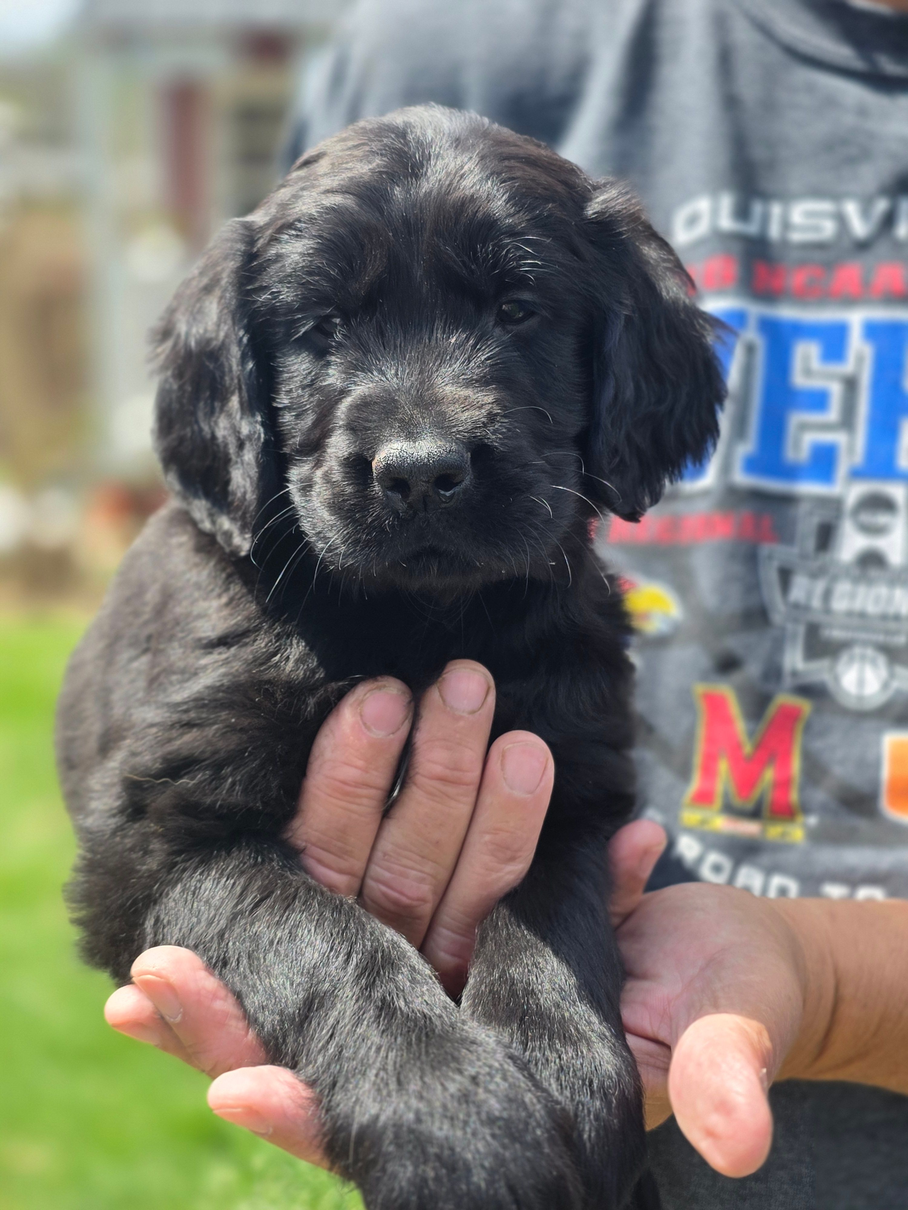 Benny – Flat Coated Retriever, Golden Retriever puppy for sale in Lexington, IN