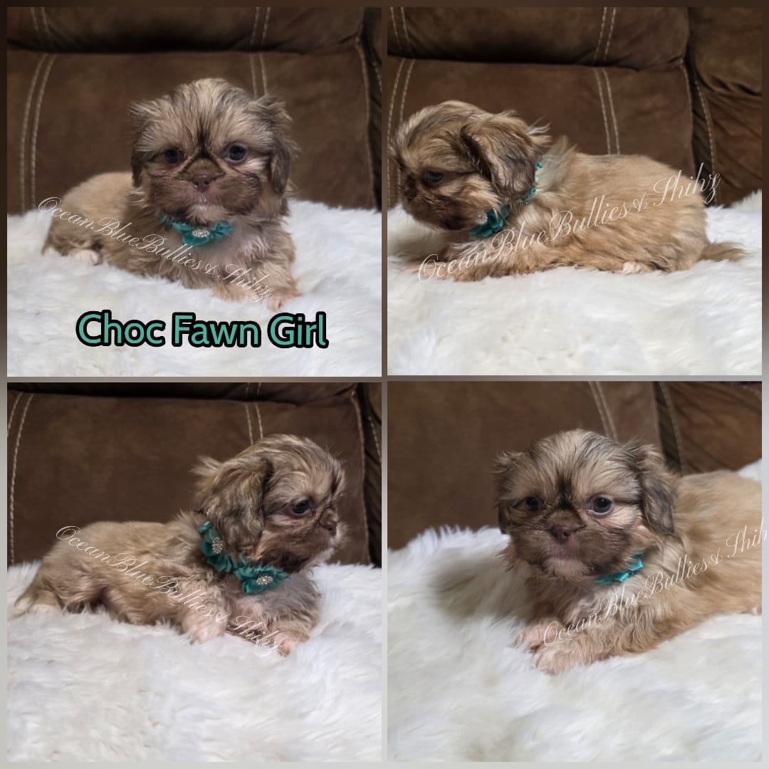 Pekitzu Girl#1 – Pekingese, Shih Tzu puppy for sale in Seattle, WA