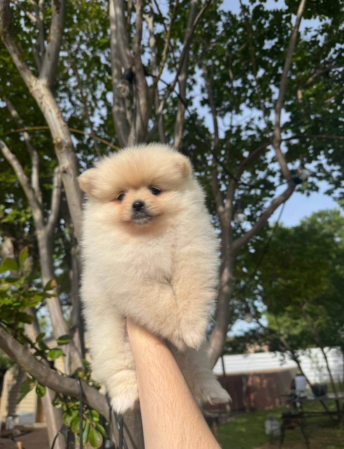 Poppy ✨ – Pomeranian puppy for sale in Sacramento, CA