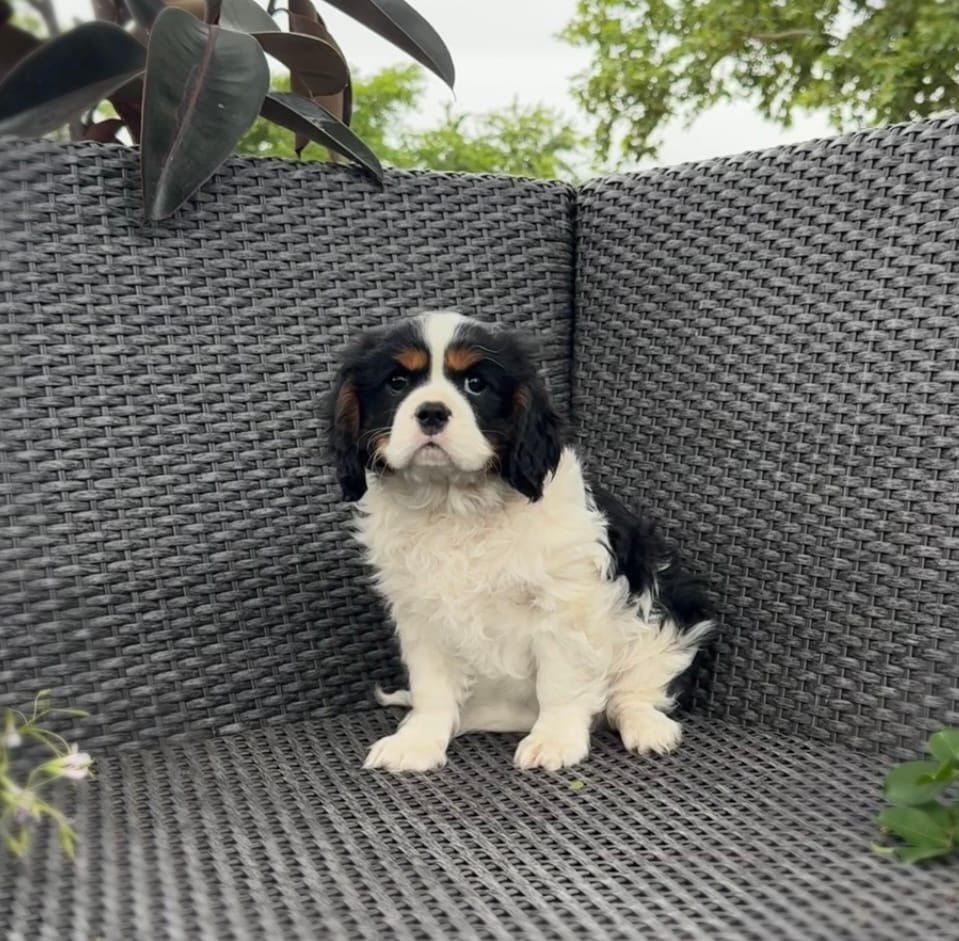 Sky – Cavalier King Charles Spaniel puppy for sale in Sacramento, CA