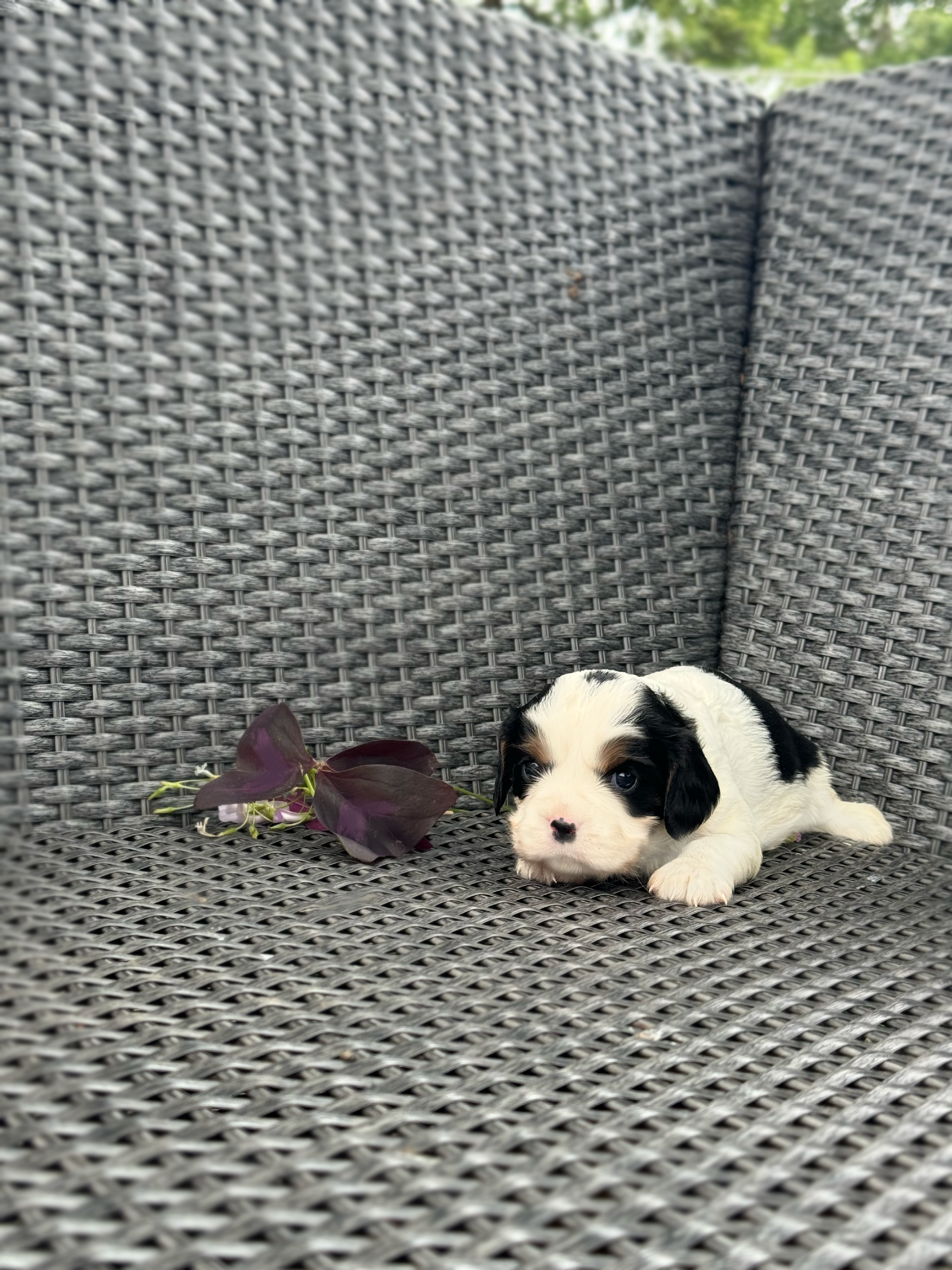 Ollie – Cavalier King Charles Spaniel puppy for sale in Sacramento, CA
