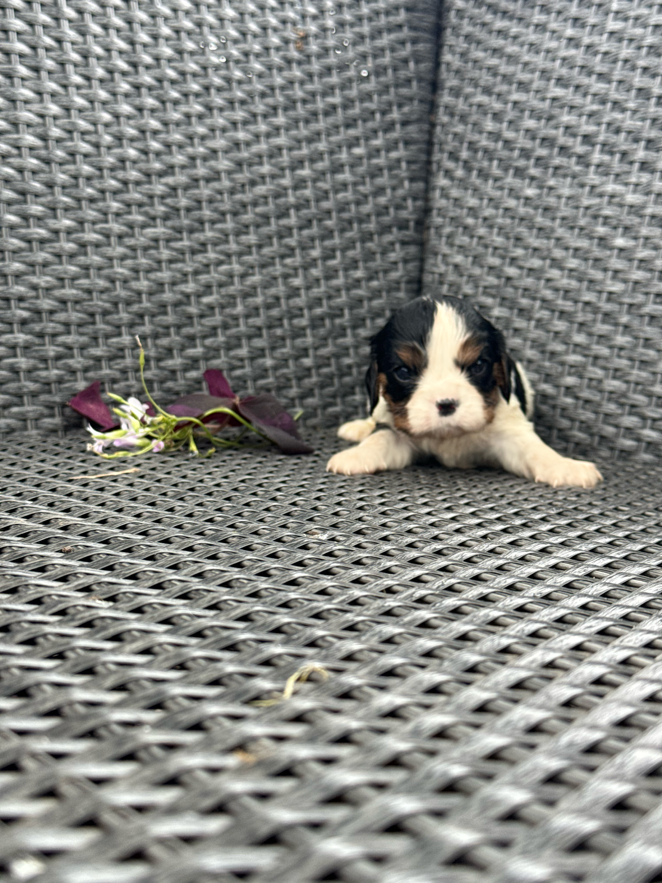 River  – Cavalier King Charles Spaniel puppy for sale in Sacramento, CA