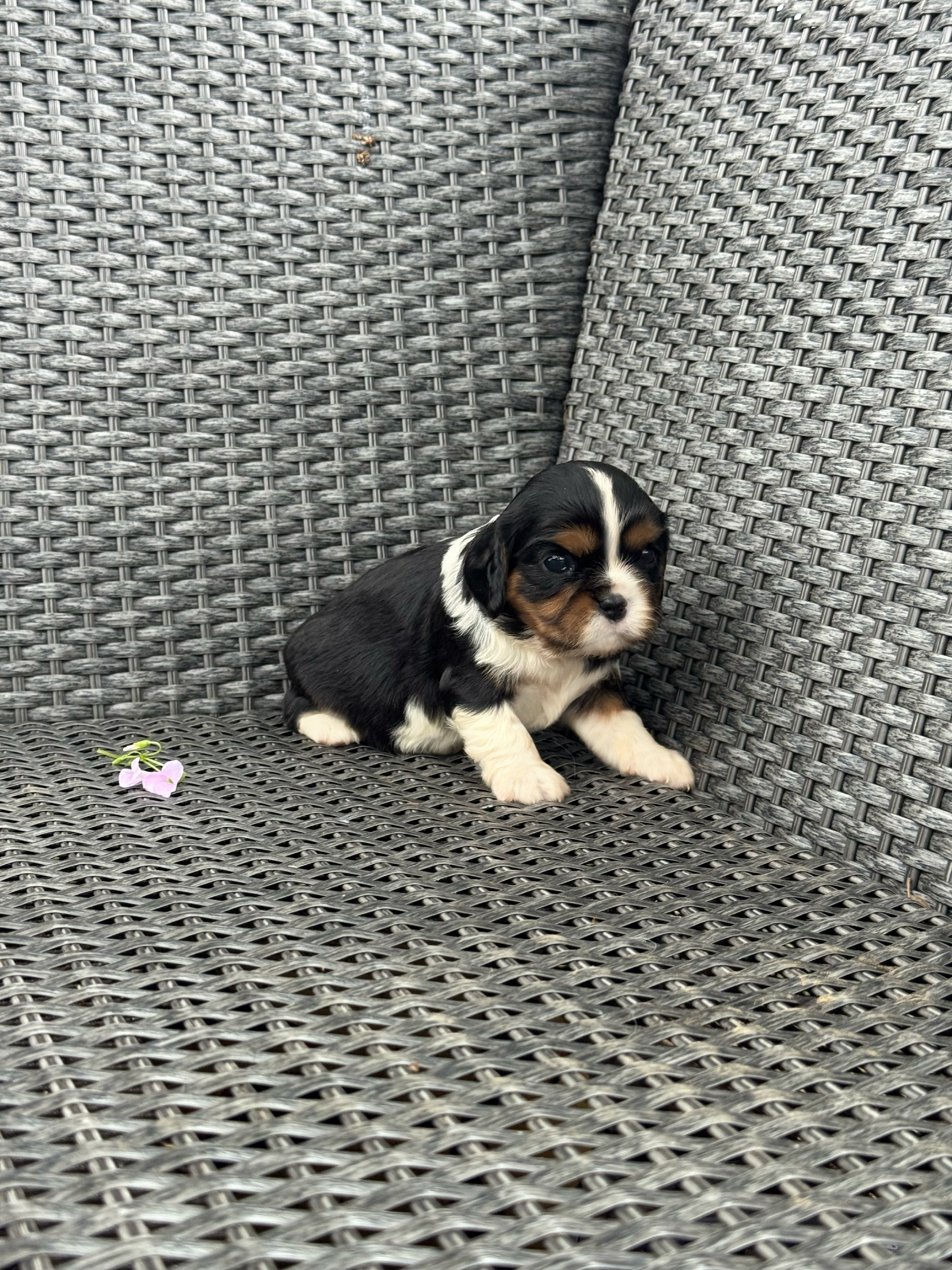 Ava – Cavalier King Charles Spaniel puppy for sale in Sacramento, CA