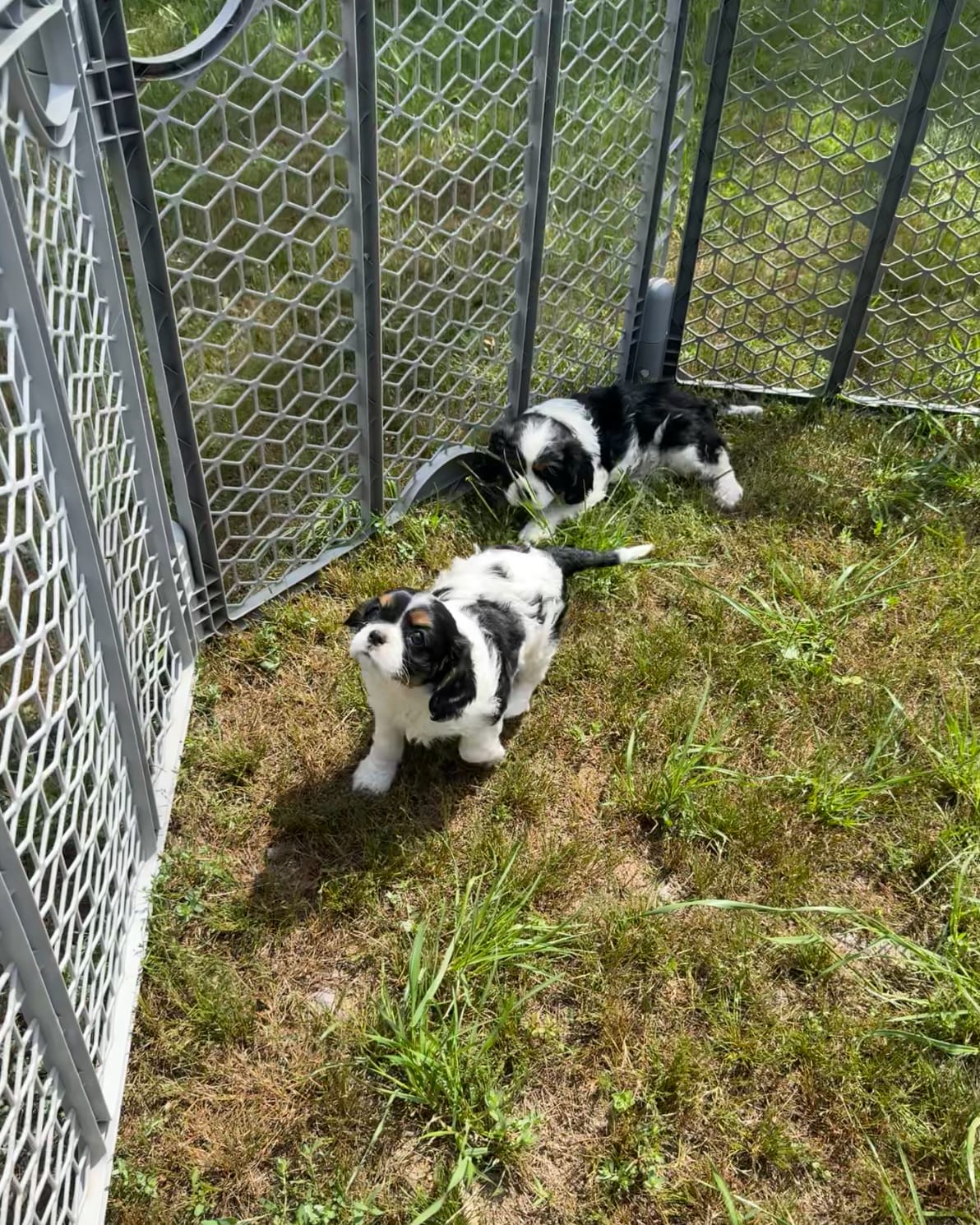 Leila – Cavalier King Charles Spaniel puppy for sale in Sacramento, CA