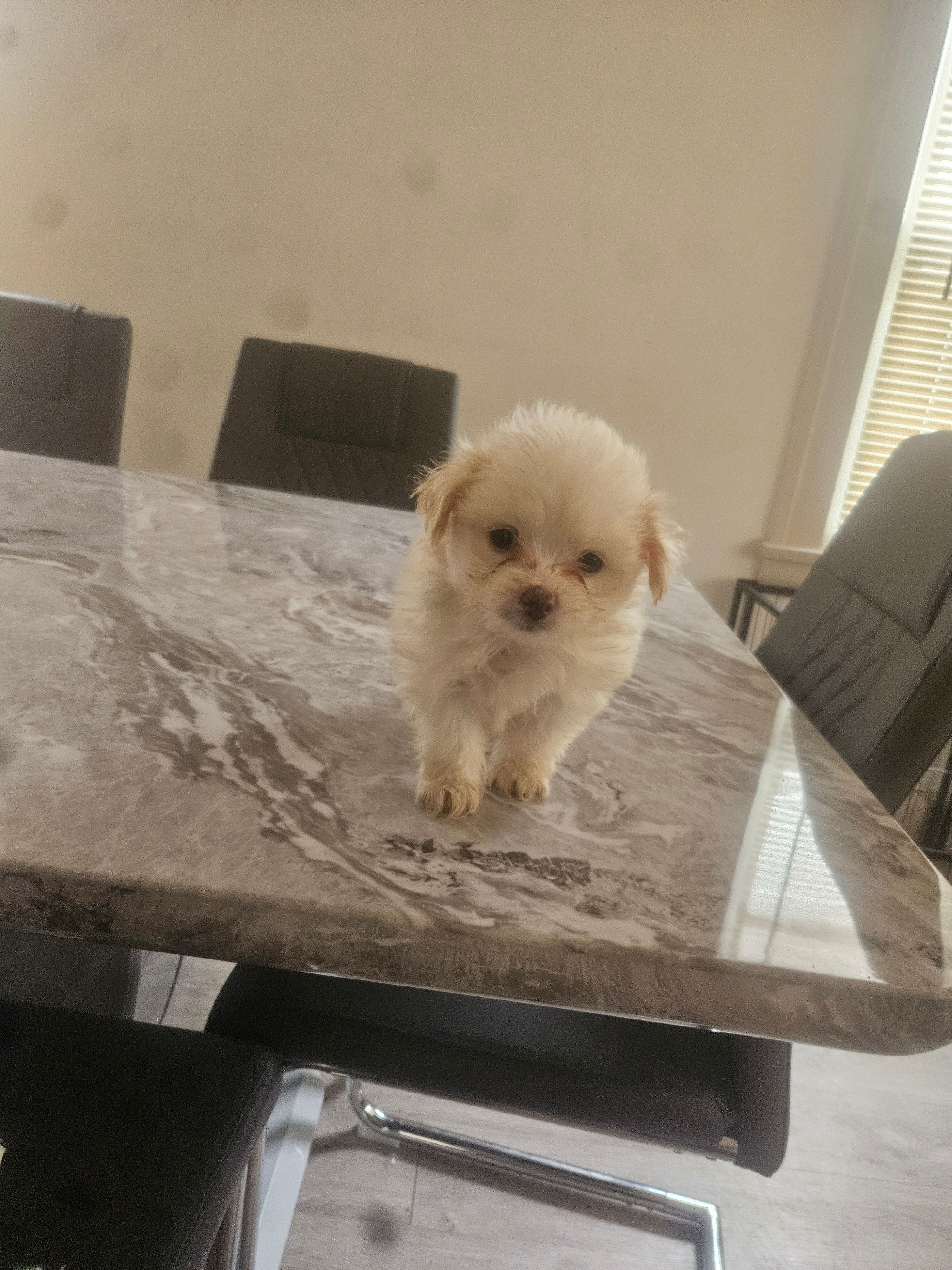 No name yet – Shorkie puppy for sale in Cleveland Heights, OH