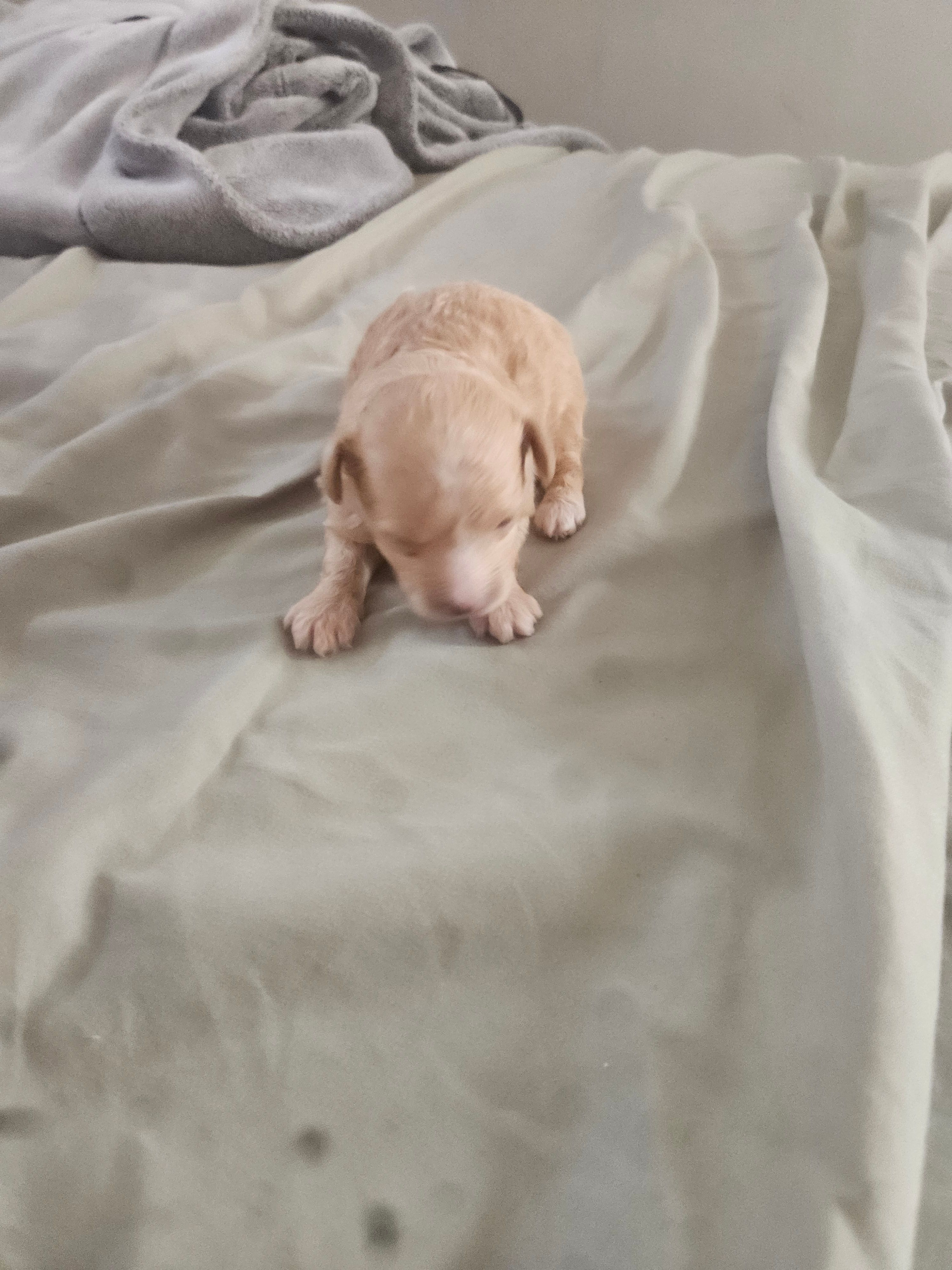 No name yet – Shorkie puppy for sale in Cleveland Heights, OH