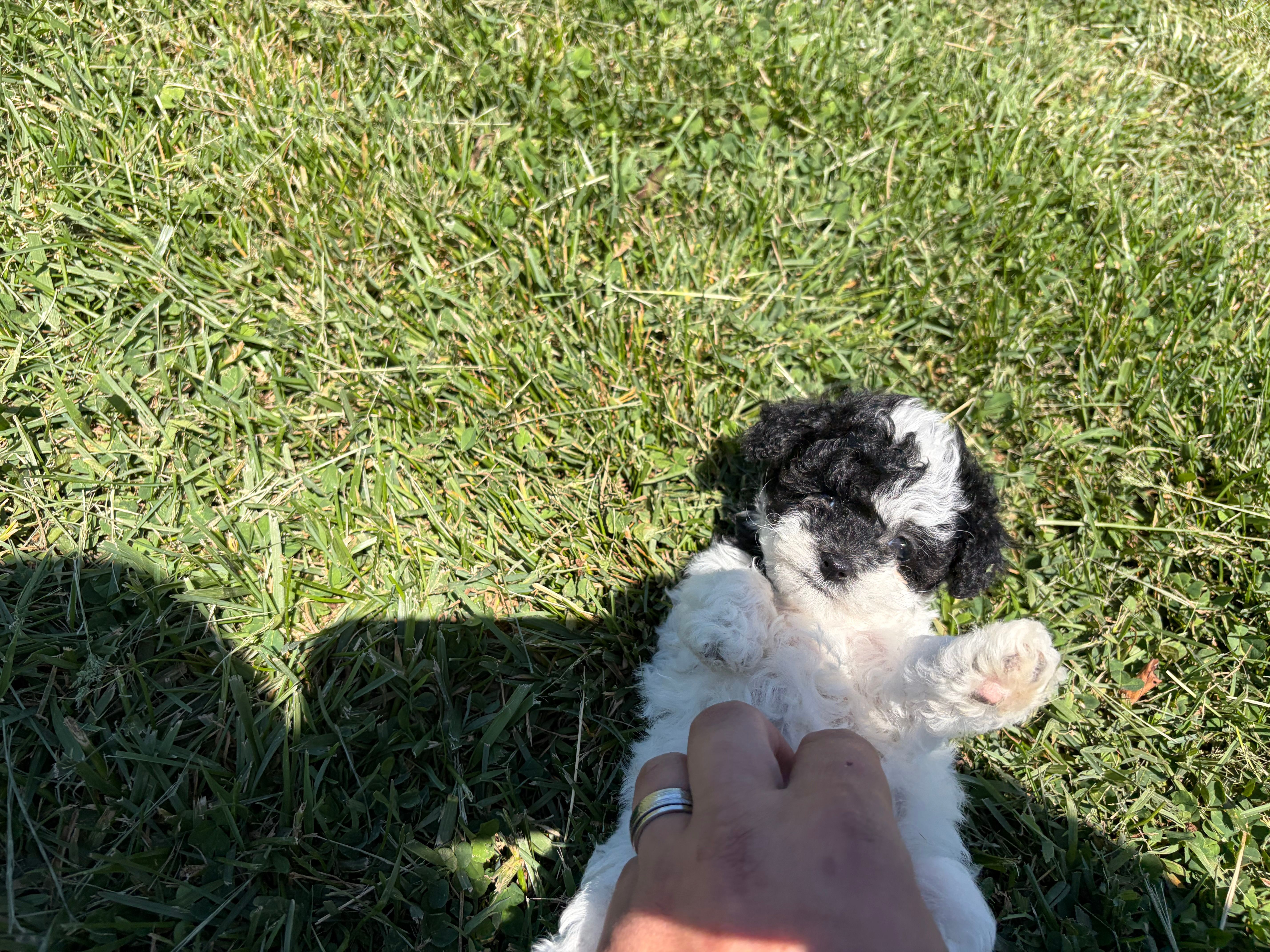 Female  – Poodle - Toy  puppy for sale in Glasgow, KY
