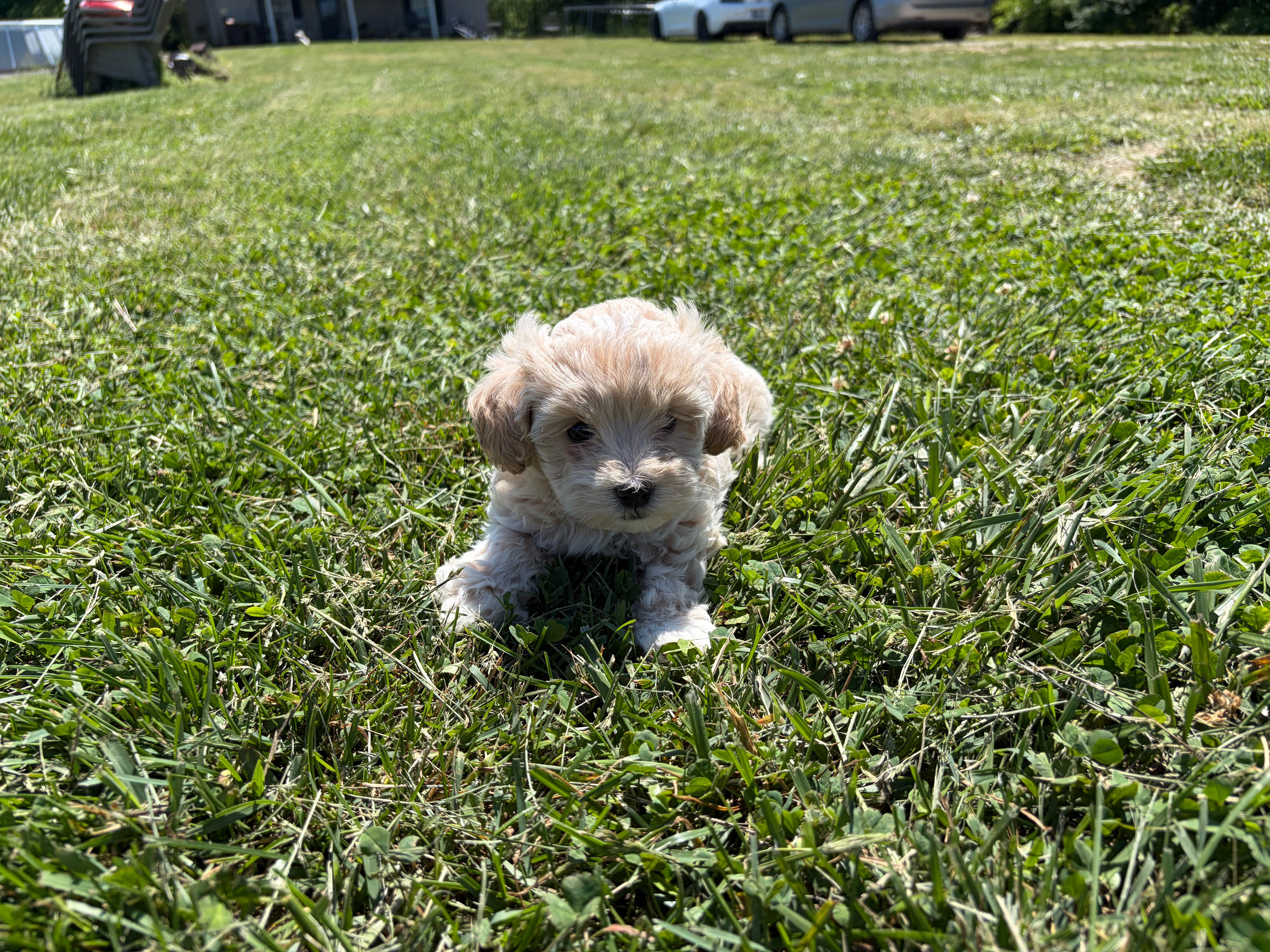 Male  – Poodle - Toy  puppy for sale in Glasgow, KY