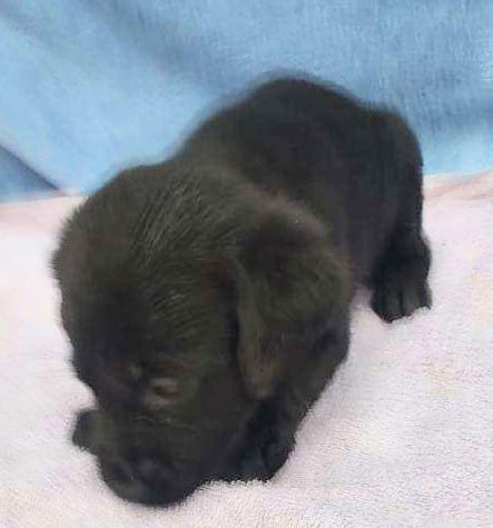 Jillian – Labrador Retriever puppy for sale in Summerfield, FL