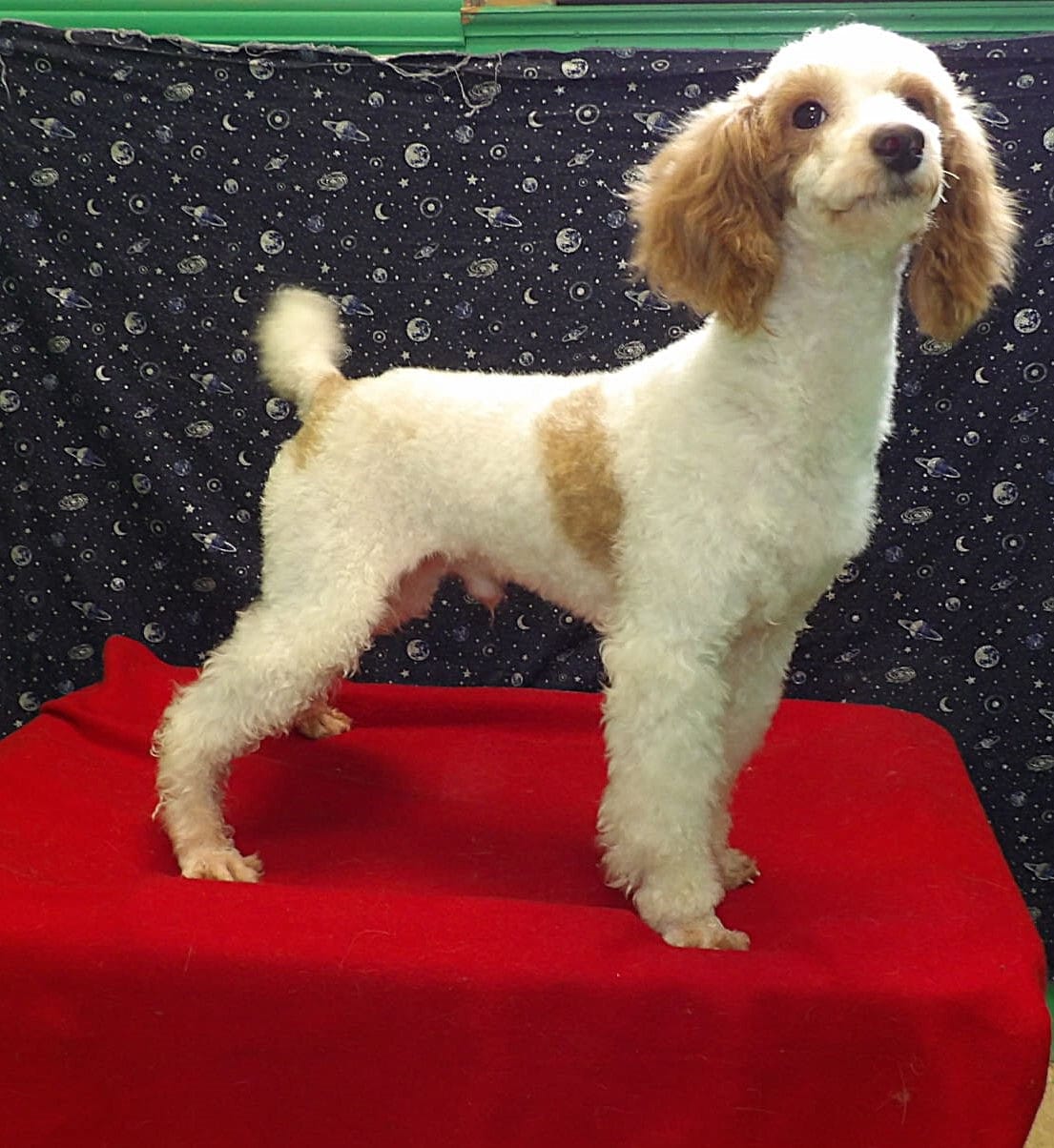 Rusty – Poodle - Miniature  puppy for sale in Paterson, NJ