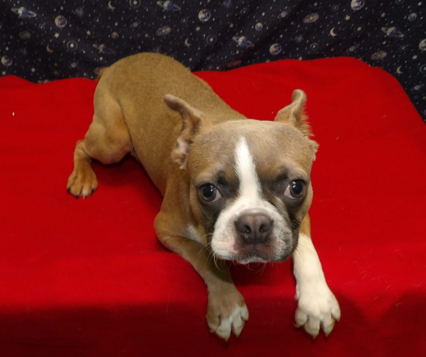 Riot – Boston Terrier puppy for sale in Paterson, NJ
