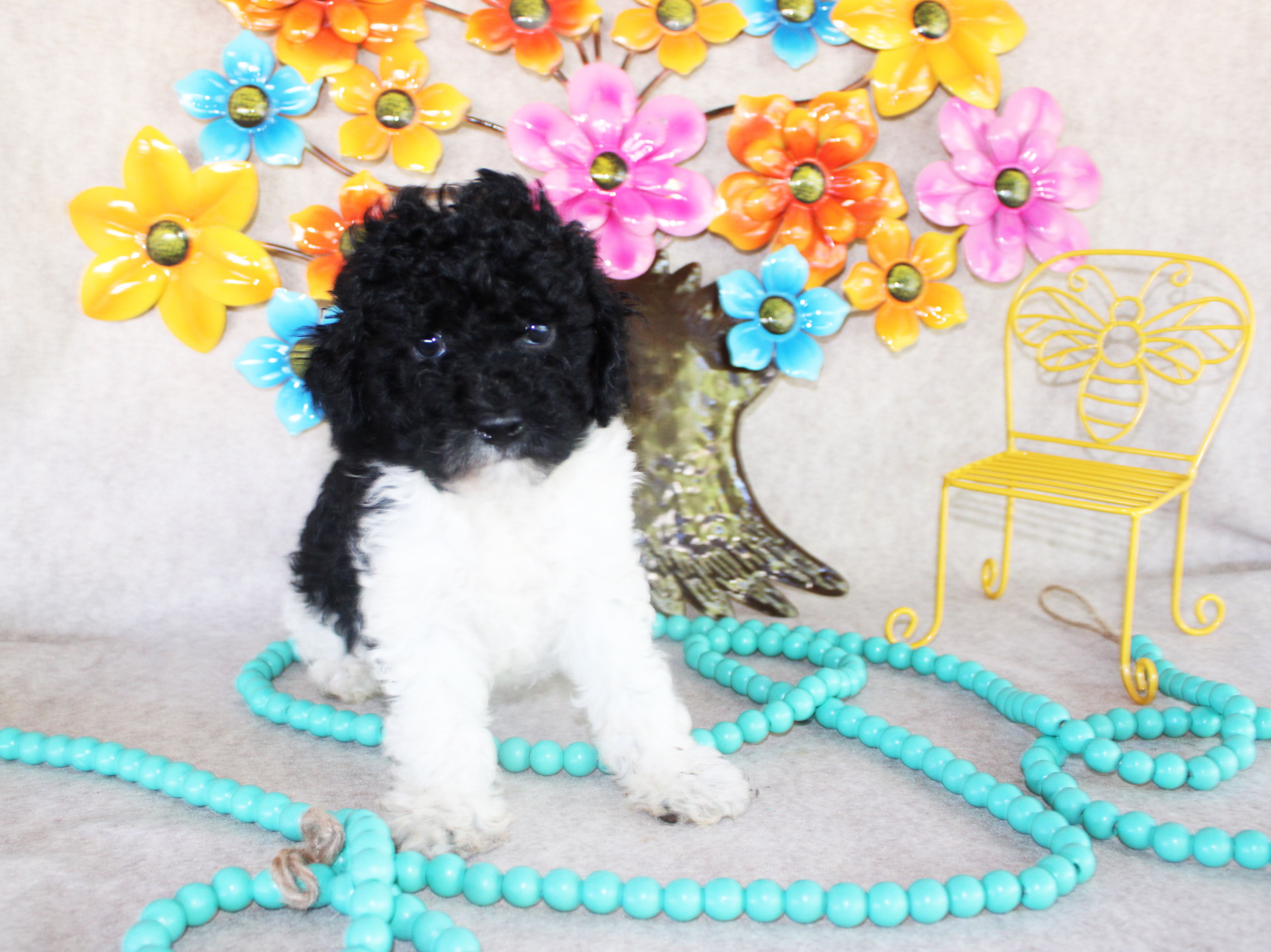 Mimi – Poodle - Toy  puppy for sale in Ocala, FL