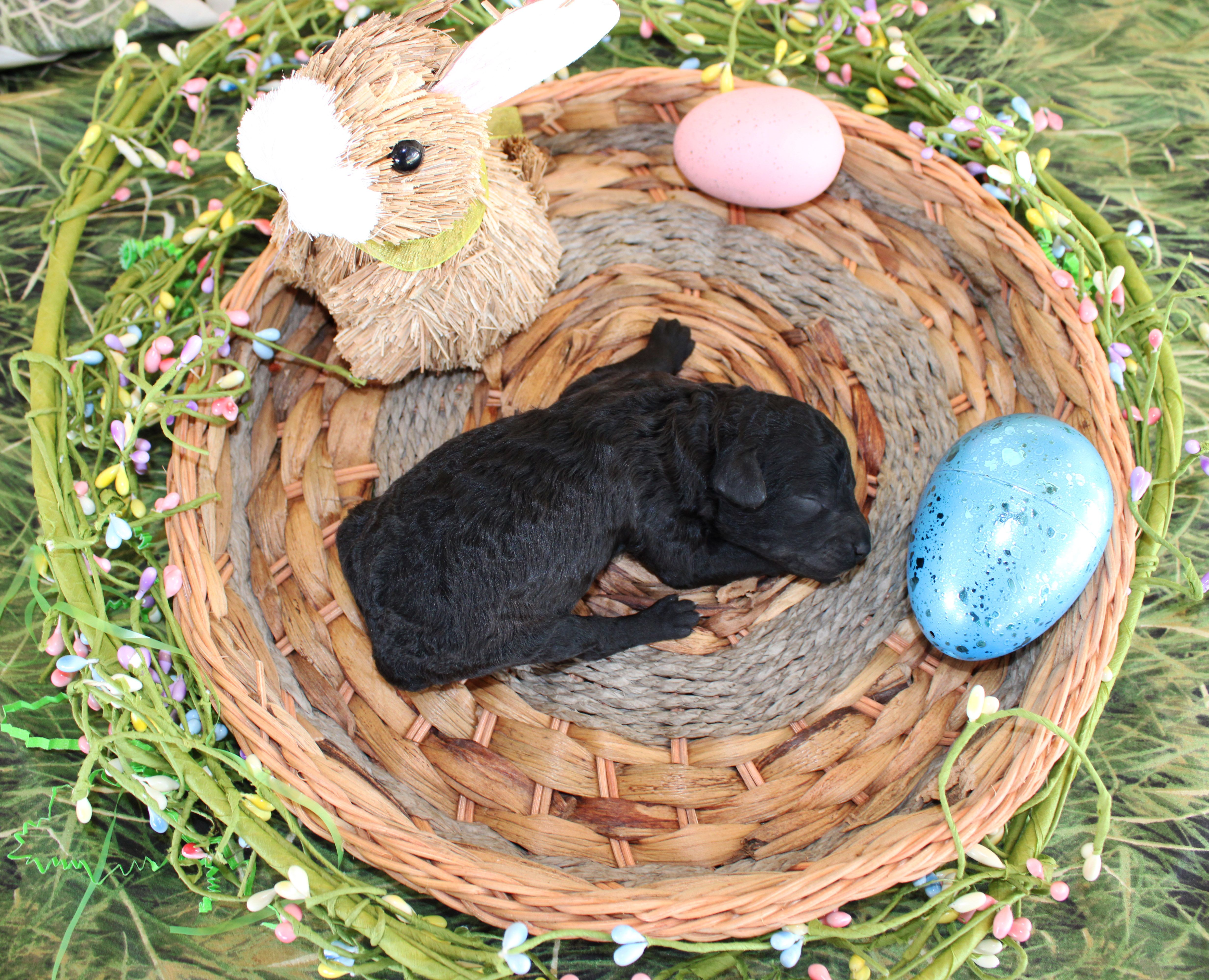 Shadow – Poodle - Toy  puppy for sale in Ocala, FL