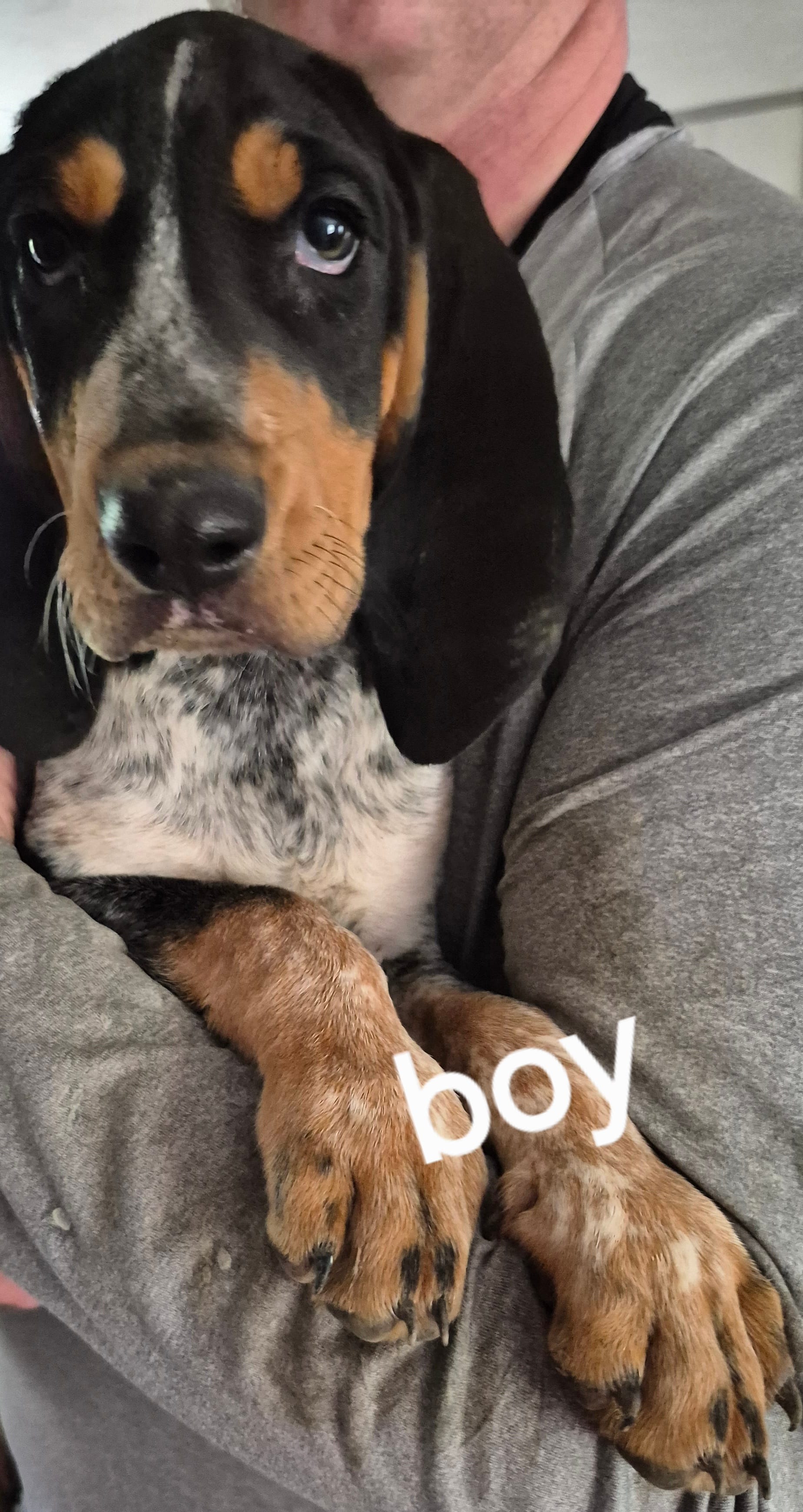 Abel – Bluetick Coonhound puppy for sale in Tullahoma, TN