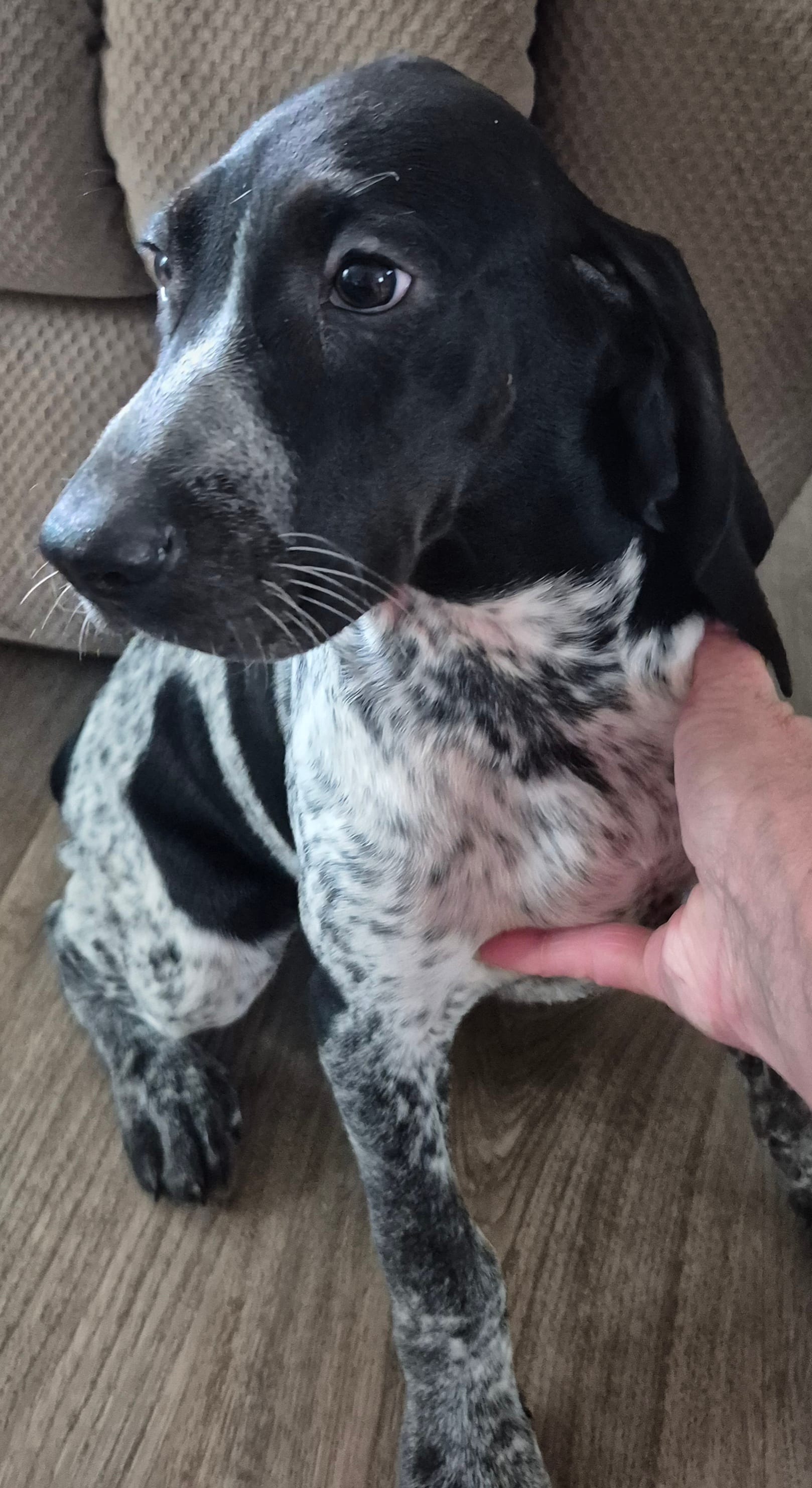 Nelly – Bluetick Coonhound puppy for sale in Tullahoma, TN