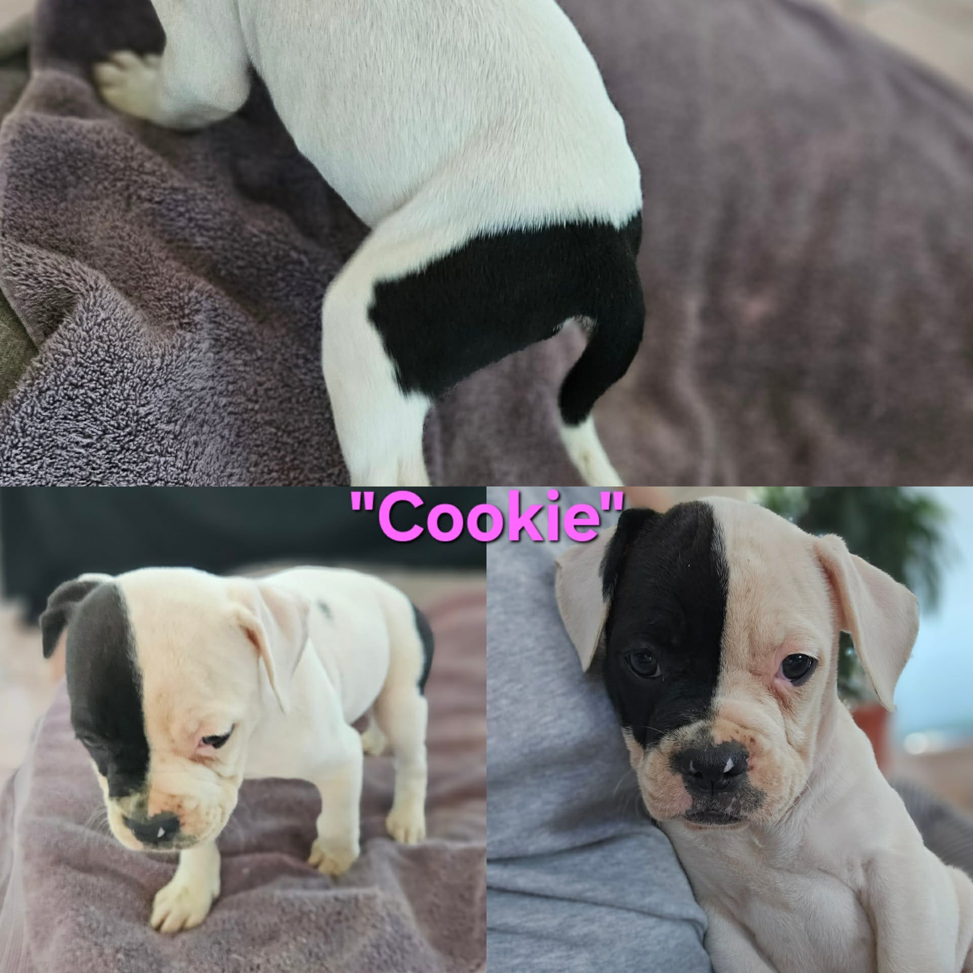 Cookie – American Bulldog puppy for sale in San Diego, CA