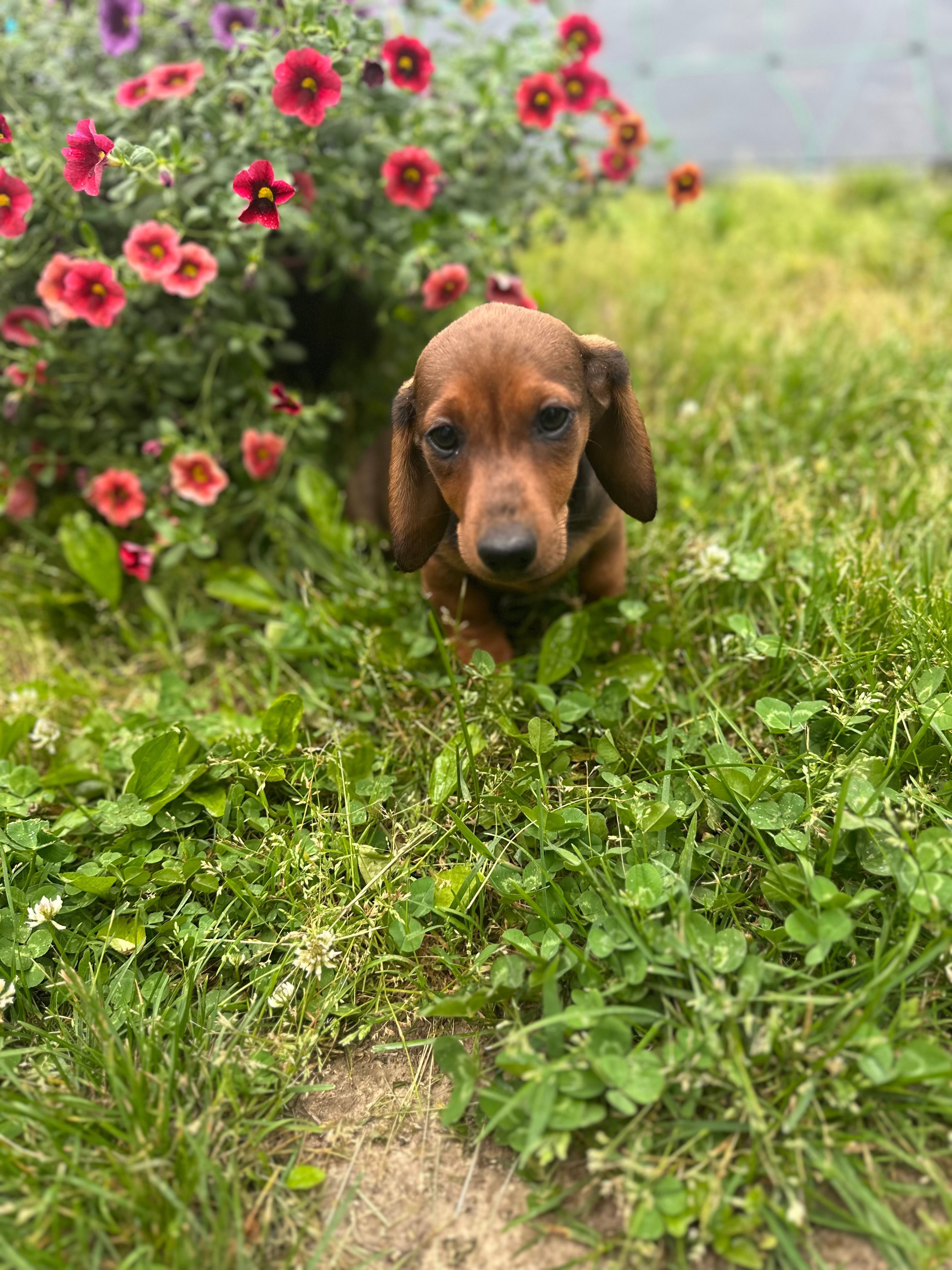 Moose  – Miniature Dachshund puppy for sale in Ava, MO