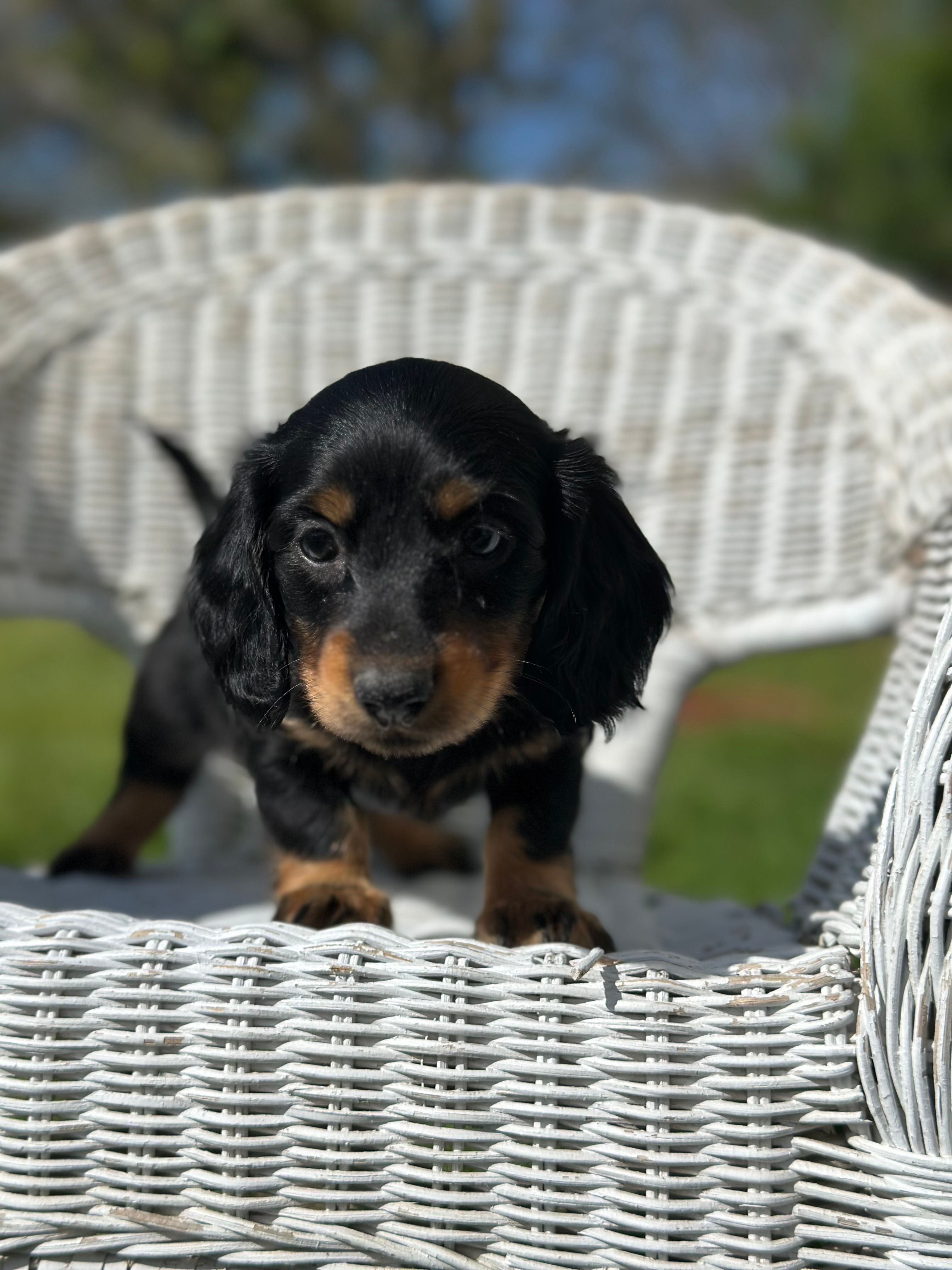 Mini mouse  – Miniature Dachshund puppy for sale in Ava, MO