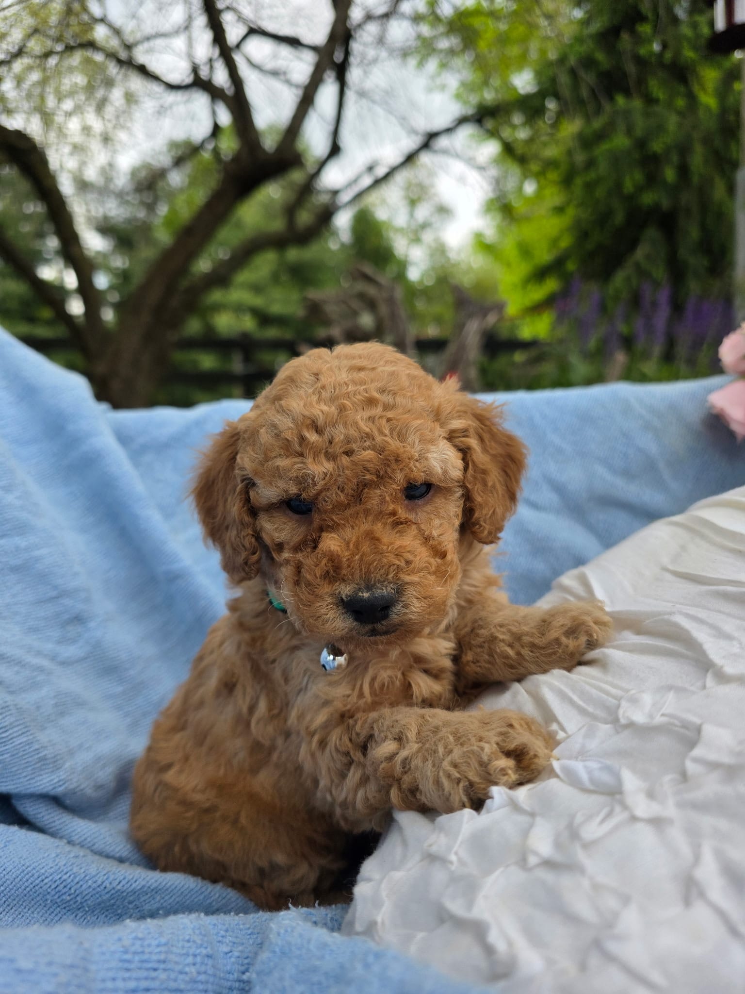 Rigby  – Poodle - Miniature  puppy for sale in Lancaster, PA