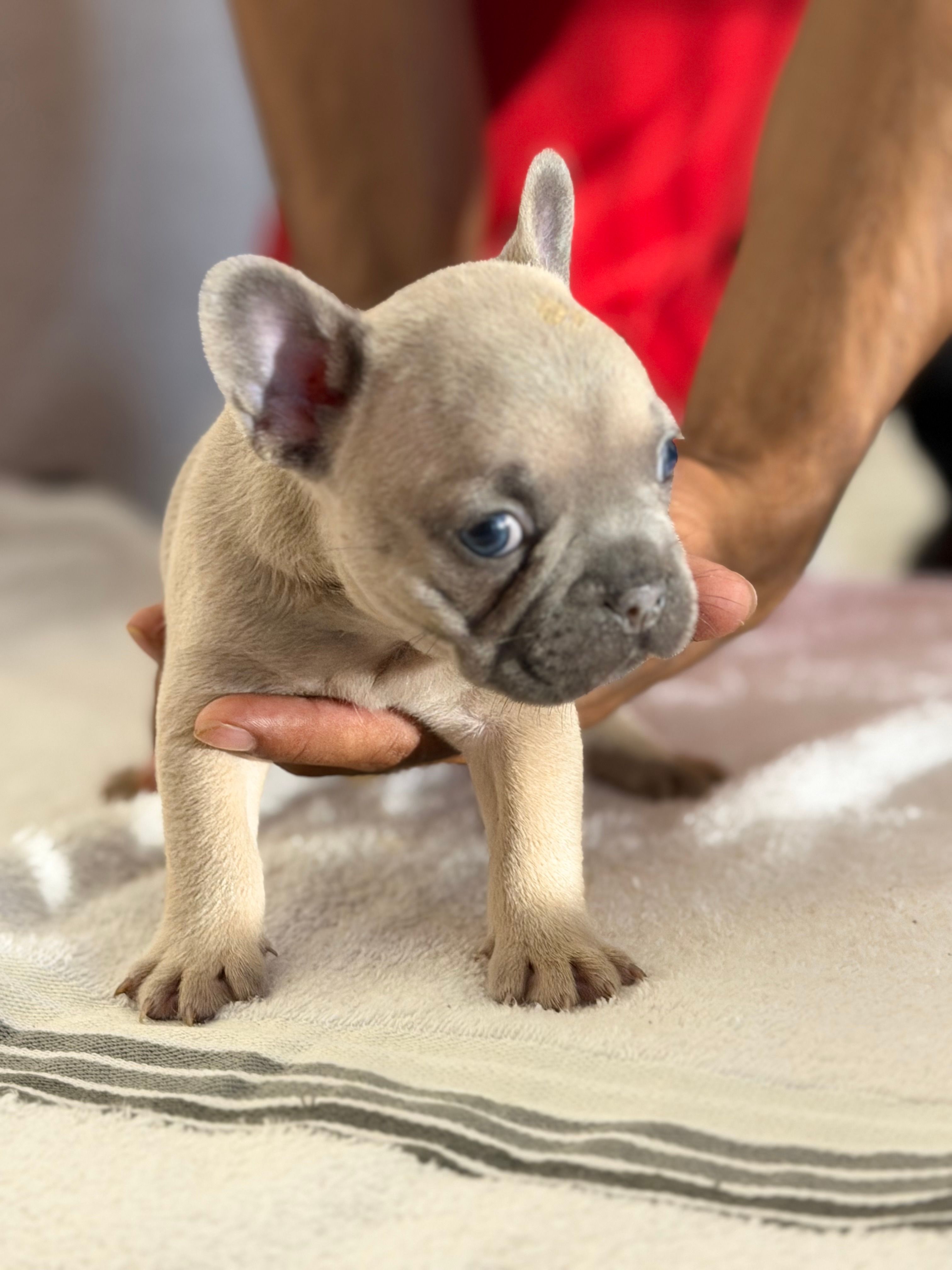 Frenchi  – French Bulldog puppy for sale in Orlando, FL
