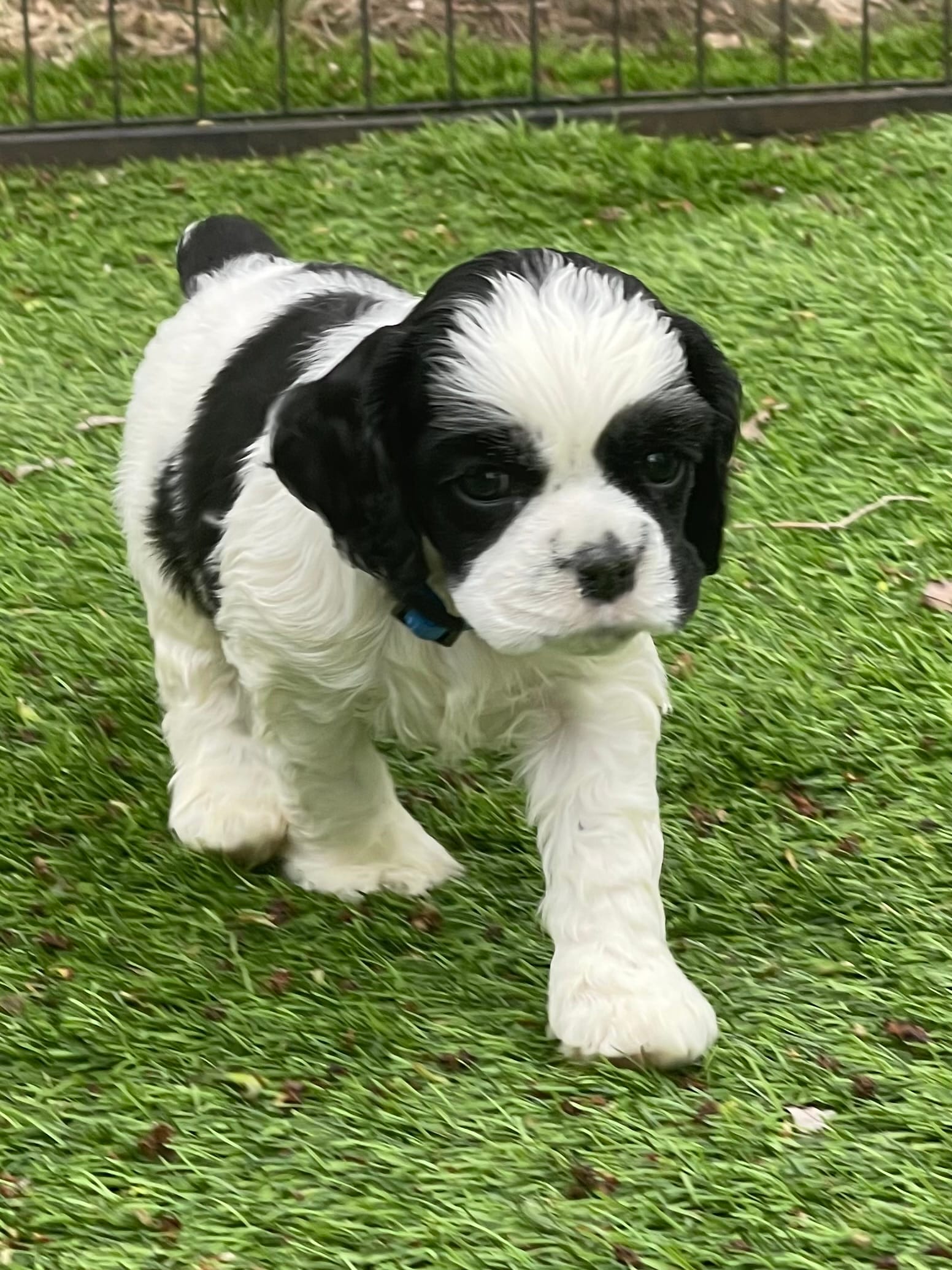 Fiddle – Cocker Spaniel puppy for sale in Andover, MN