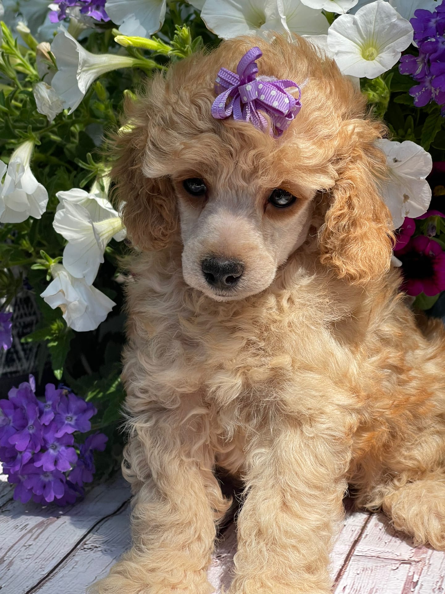 Abby  – Poodle - Miniature  puppy for sale in Andover, MN