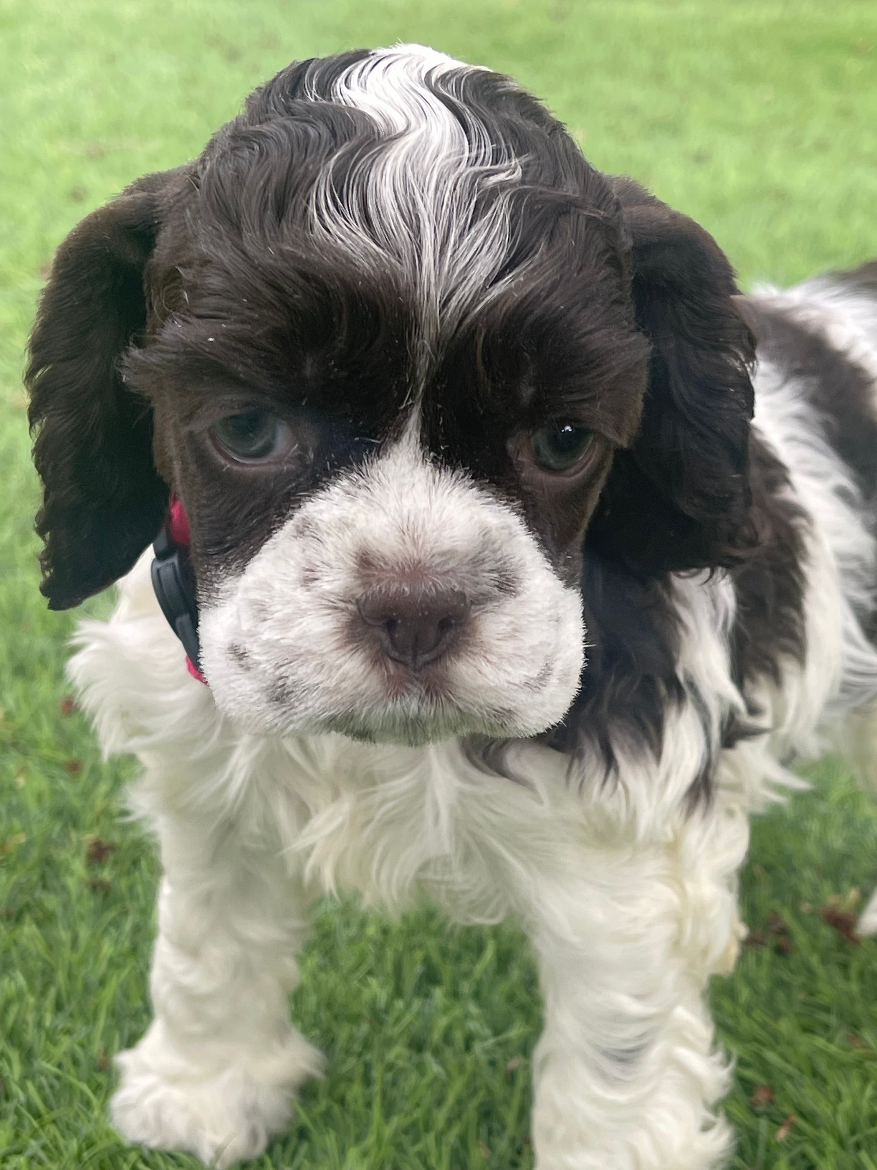 Bailey – Cocker Spaniel puppy for sale in Andover, MN
