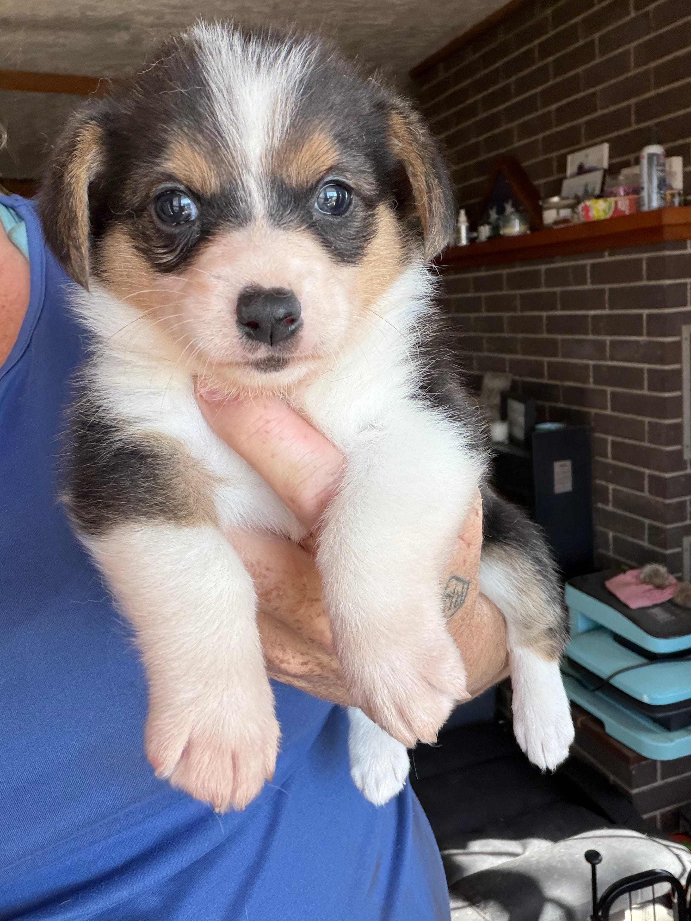 Marge – Cardigan Welsh Corgi puppy for sale in Rush Springs, OK